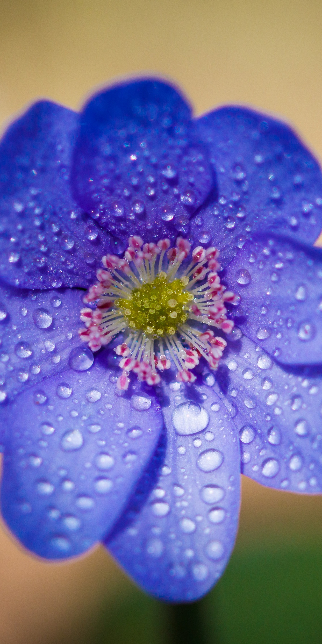 Blue flower, water drops, portrait, 1080x2160 wallpaper