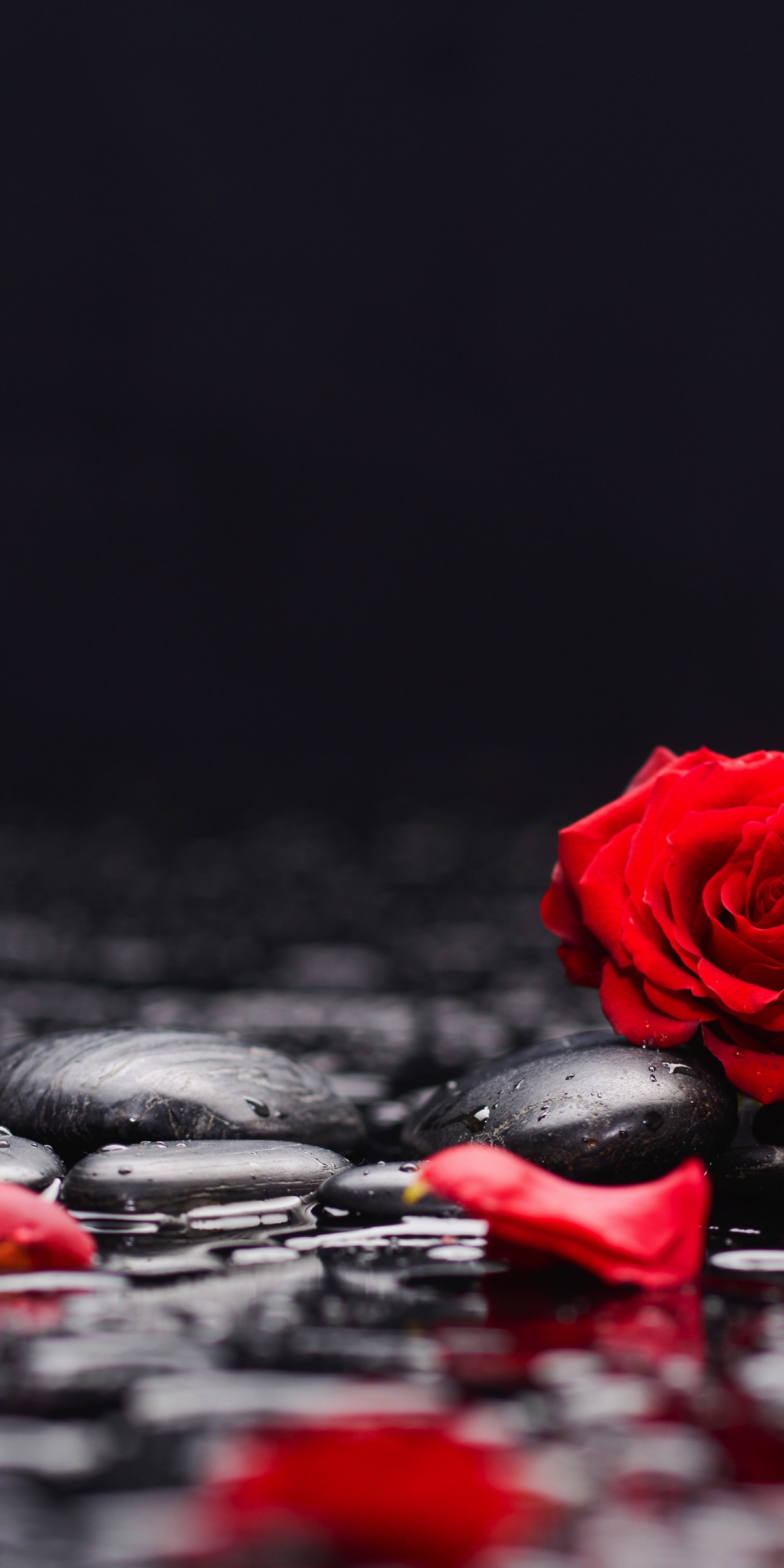 Red roses, petals, rocks, surface, 1080x2160 wallpaper