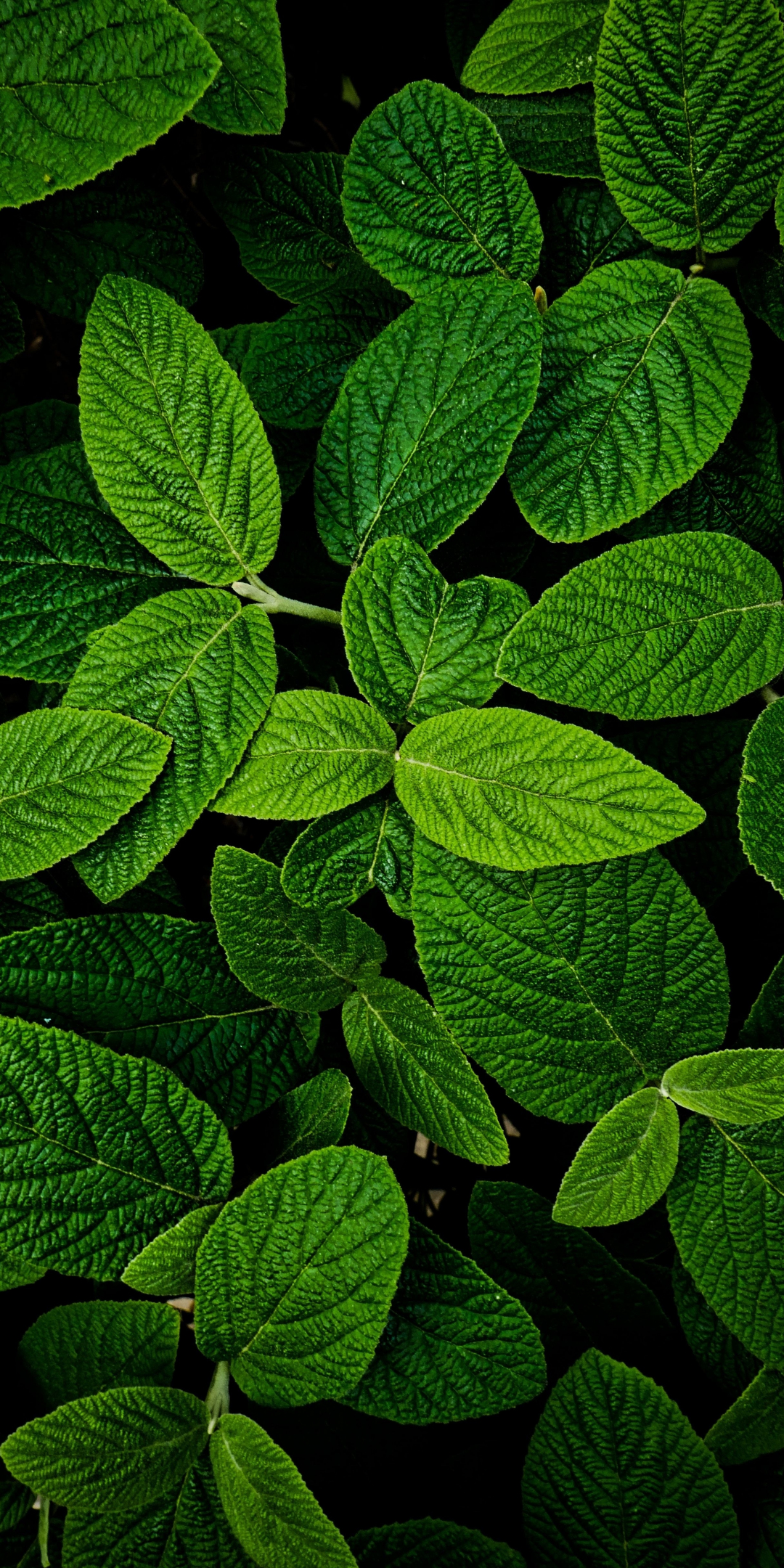 Leaves, macro, bright and green, 1080x2160 wallpaper