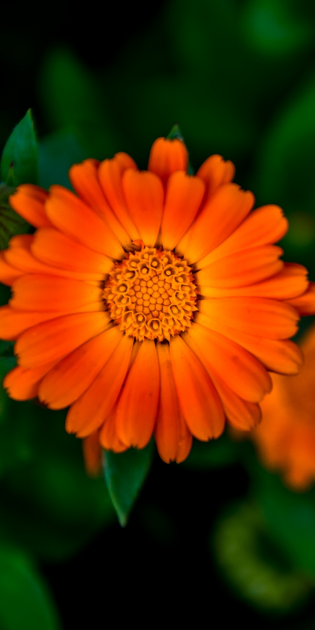 Flower, bloom, Marigold, blur, 1080x2160 wallpaper