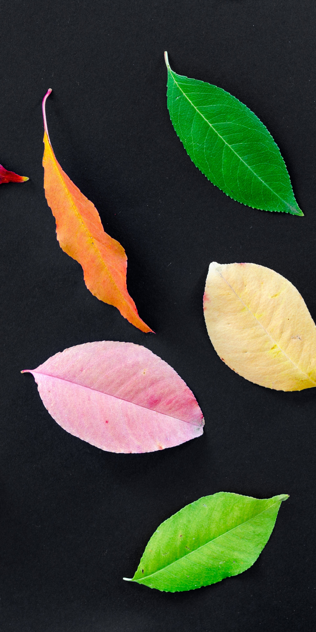 Autumn, various leaves, colorful, 1080x2160 wallpaper
