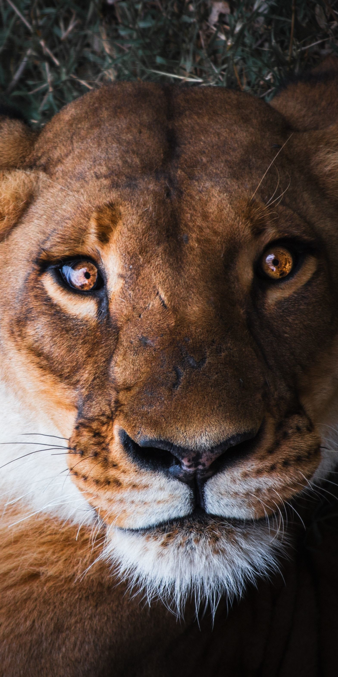 Lioness, female lion, curious, muzzle, close up, 1080x2160 wallpaper