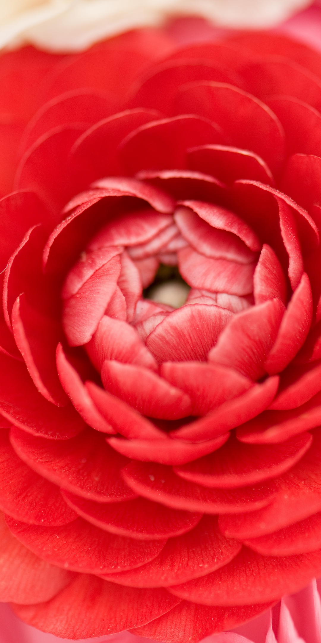 Close up, red buttercup, bud, petals, 1080x2160 wallpaper