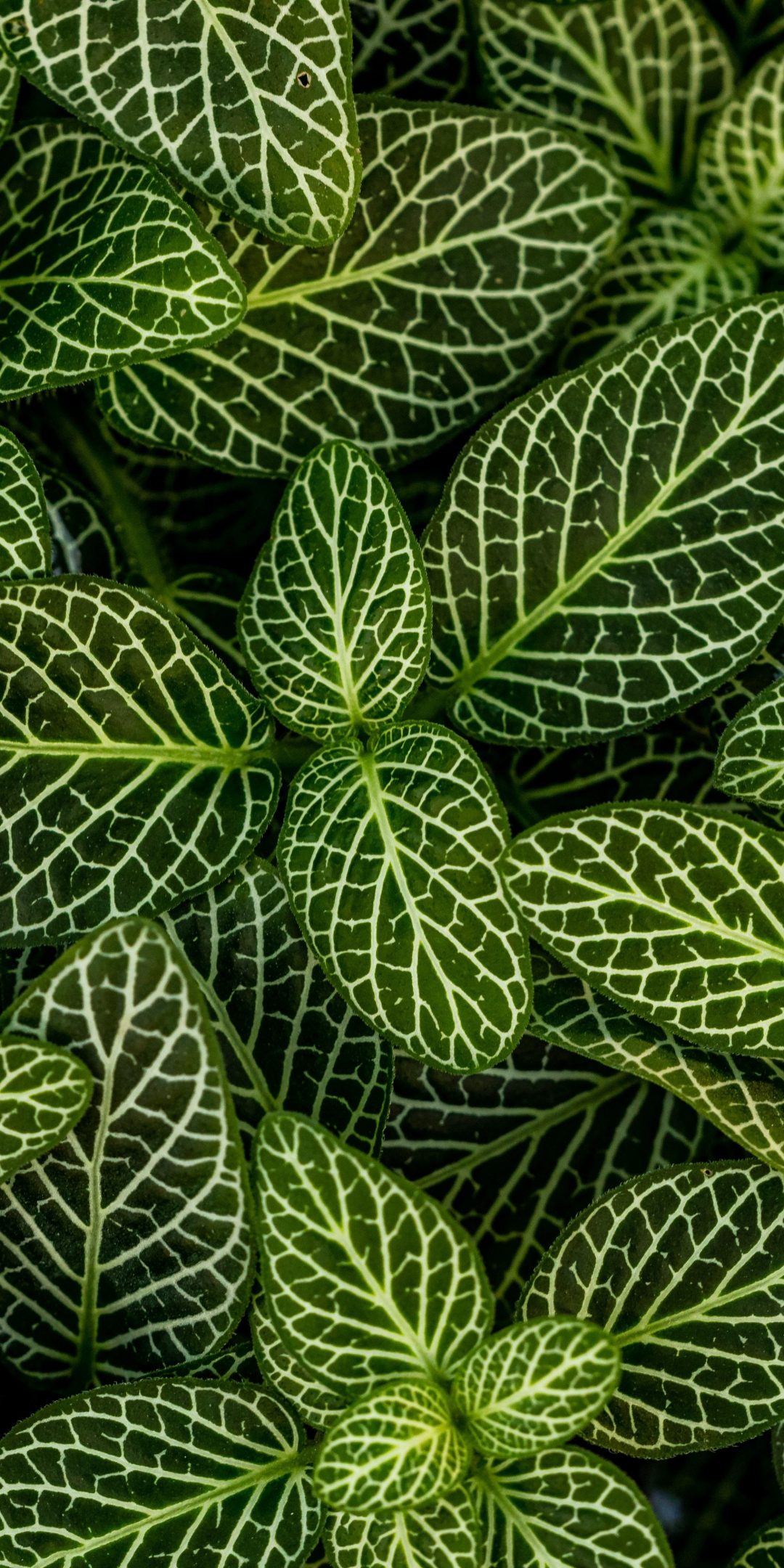 Plants, leaves, green, striped, 1080x2160 wallpaper