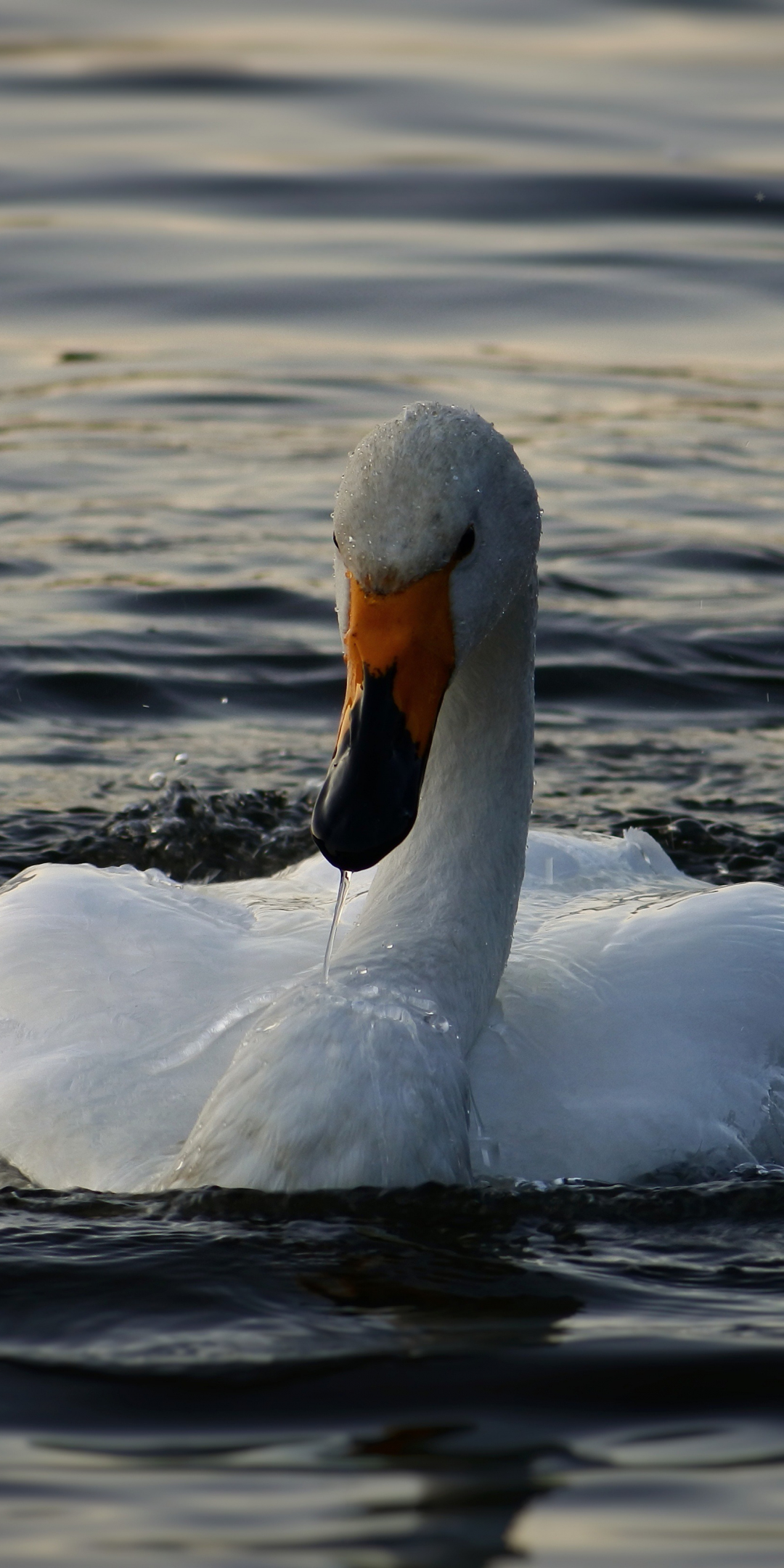 Swan, bird, white, swimming, water, 1080x2160 wallpaper