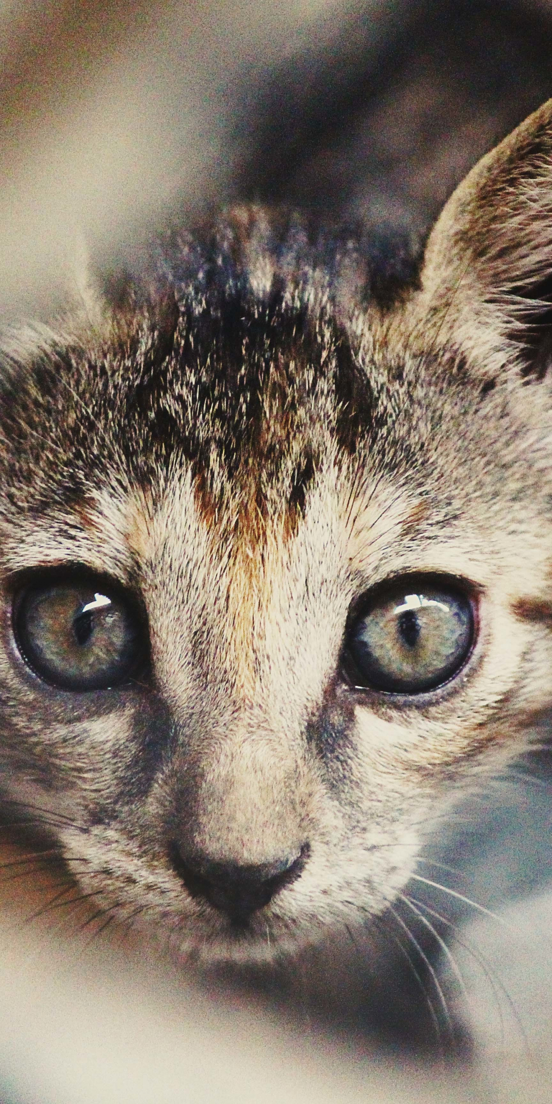 Kitten, curious, animal, muzzle, pet, 1080x2160 wallpaper