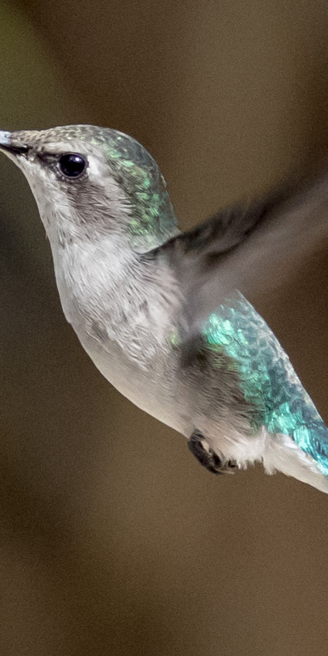 Cuba bird, Hummingbird, flight, close up, 1080x2160 wallpaper