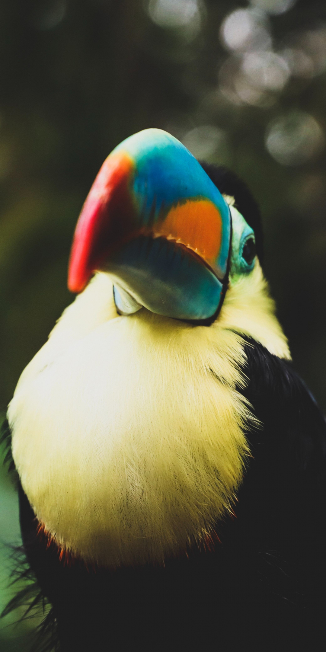 Toucan, colorful, beak, bird, 1080x2160 wallpaper