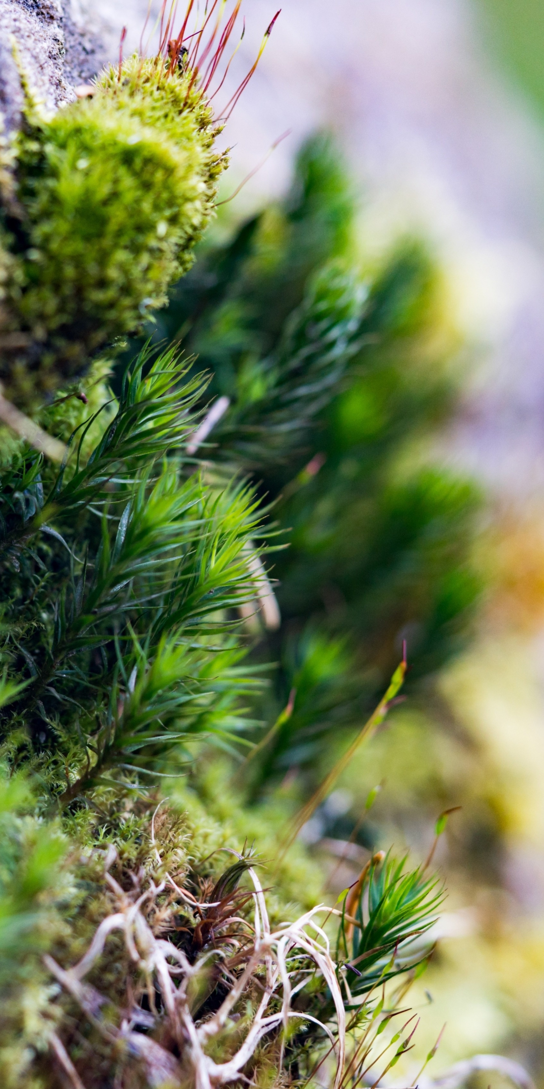 Moss, small grass, close up, 1080x2160 wallpaper