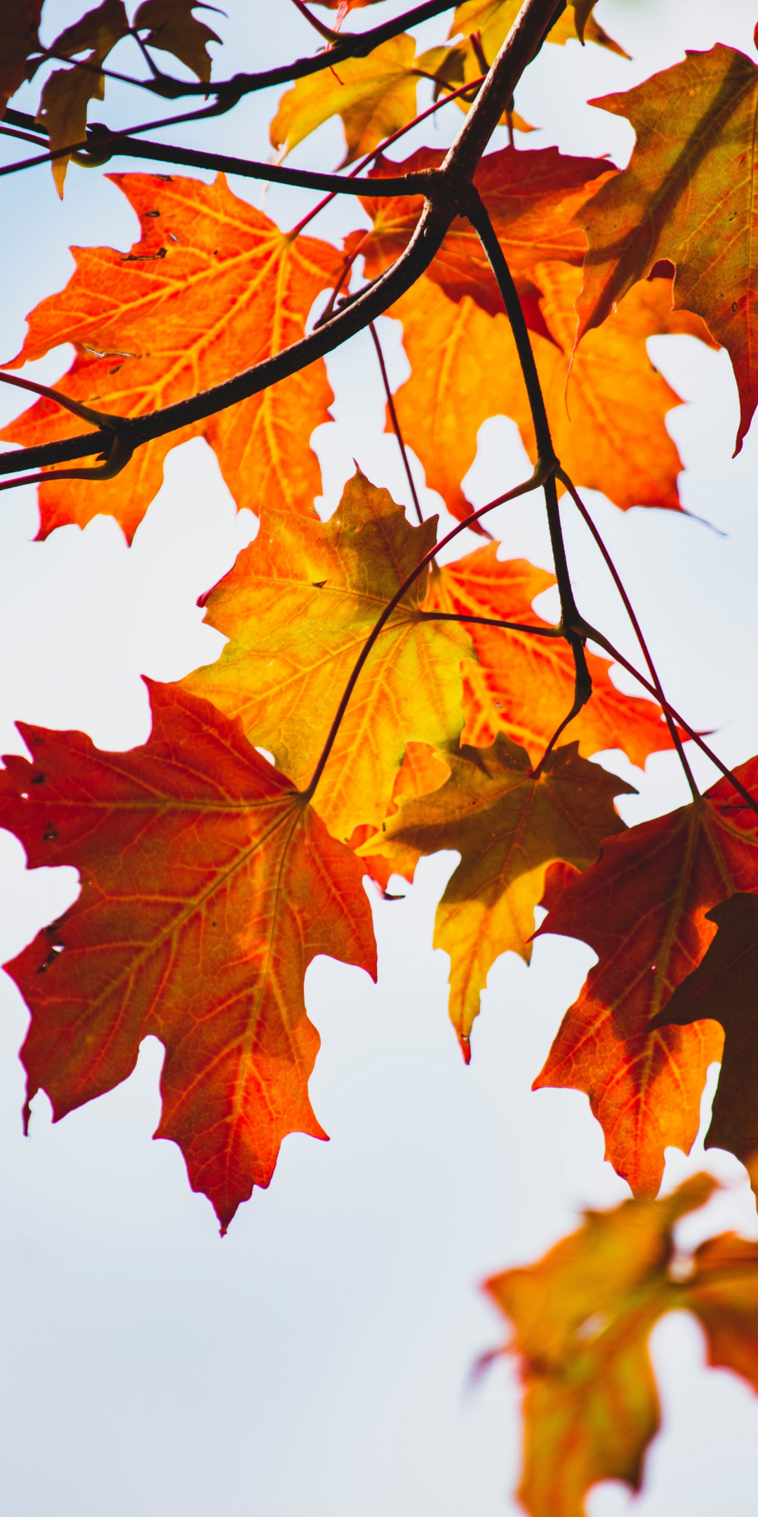 Autumn, yellow-orange leaf, maple, orange, 1080x2160 wallpaper