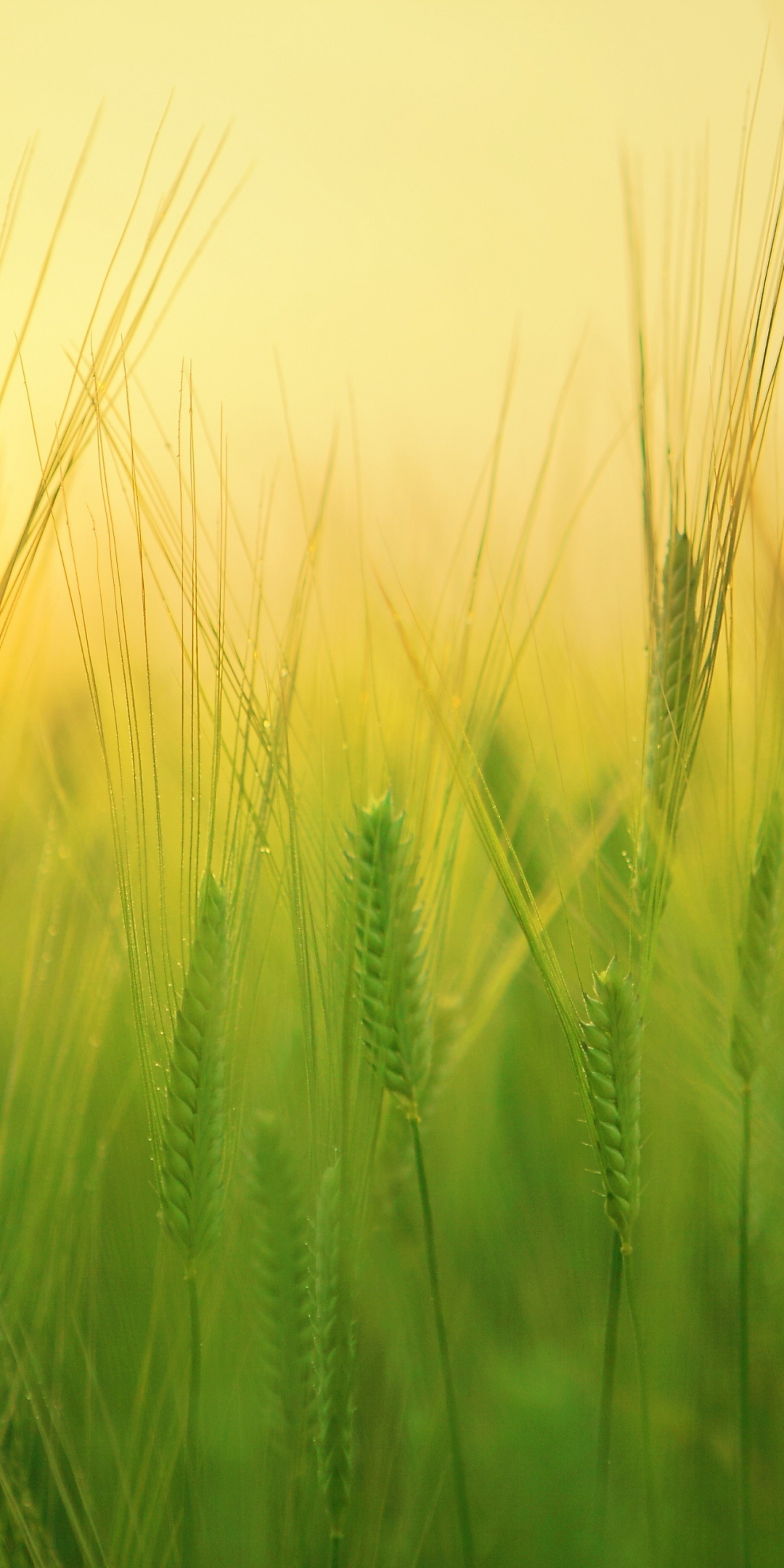 Barley field, grass threads, sunrise, 1080x2160 wallpaper