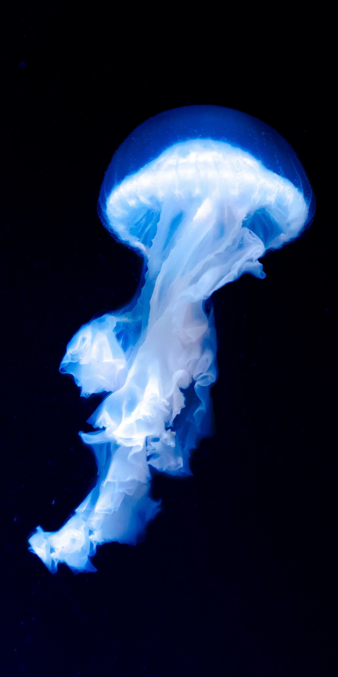 Blue jellyfish, dark, glow, 1080x2160 wallpaper