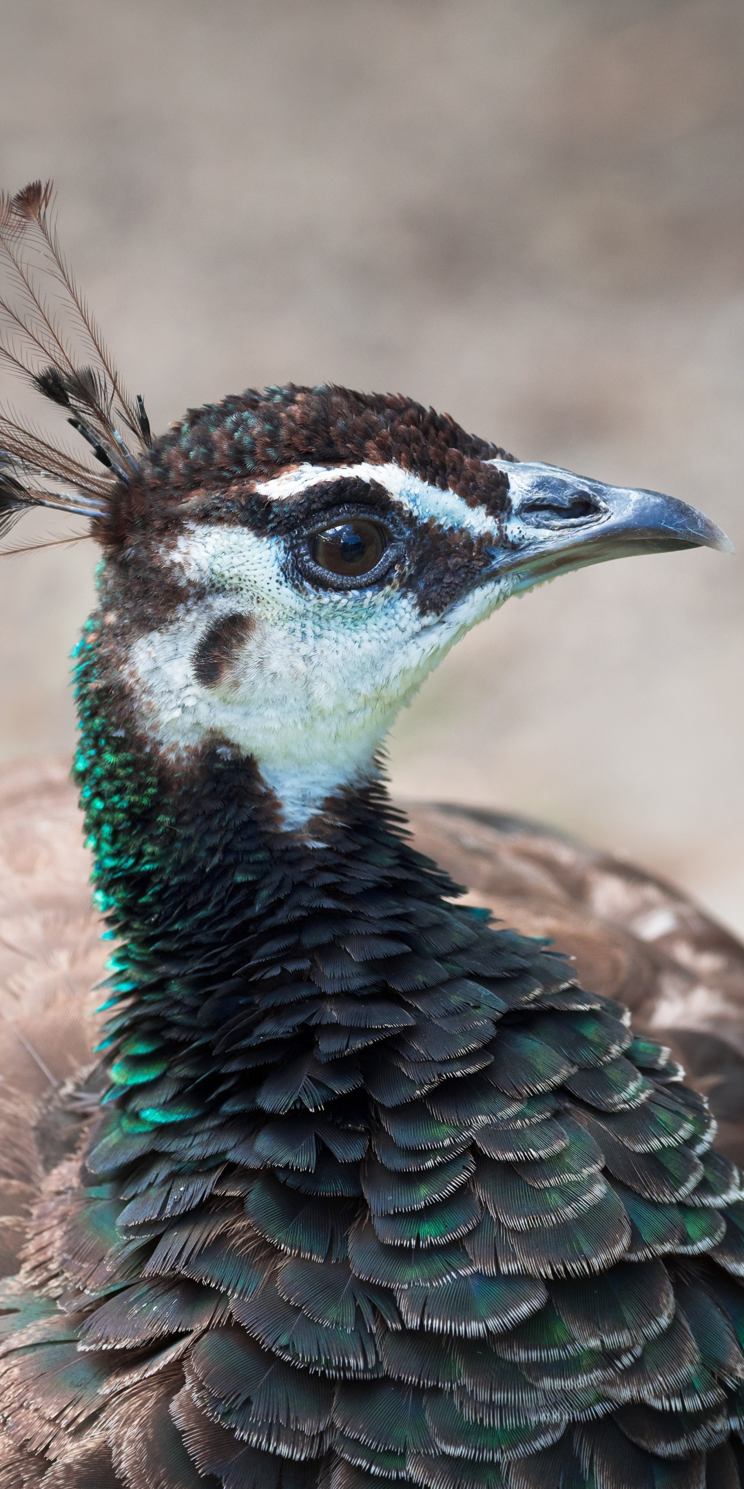 Peahen, peacock, muzzle, bird, 1080x2160 wallpaper