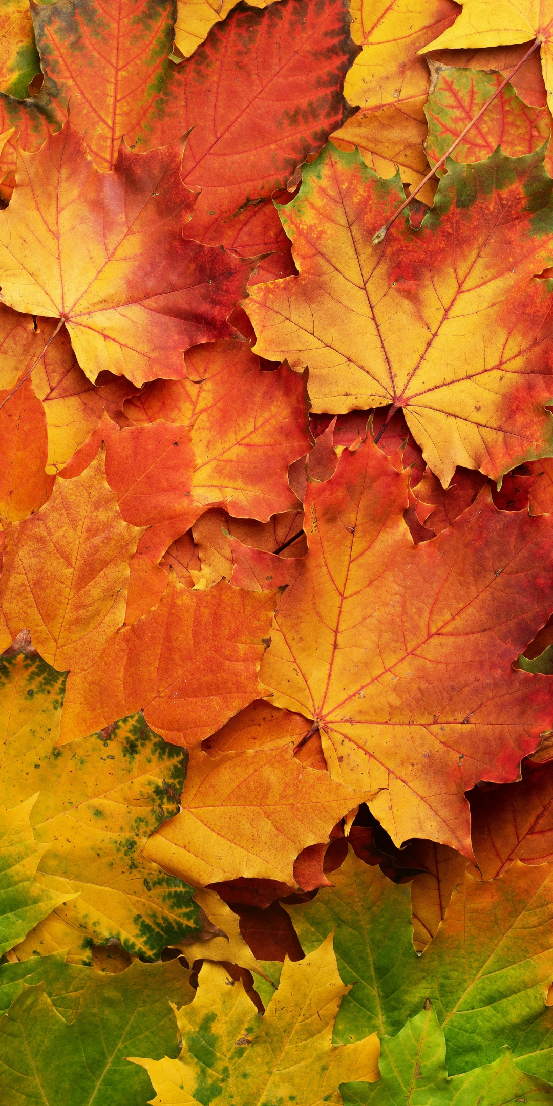 Autumn, leaf, colored, 1080x2160 wallpaper