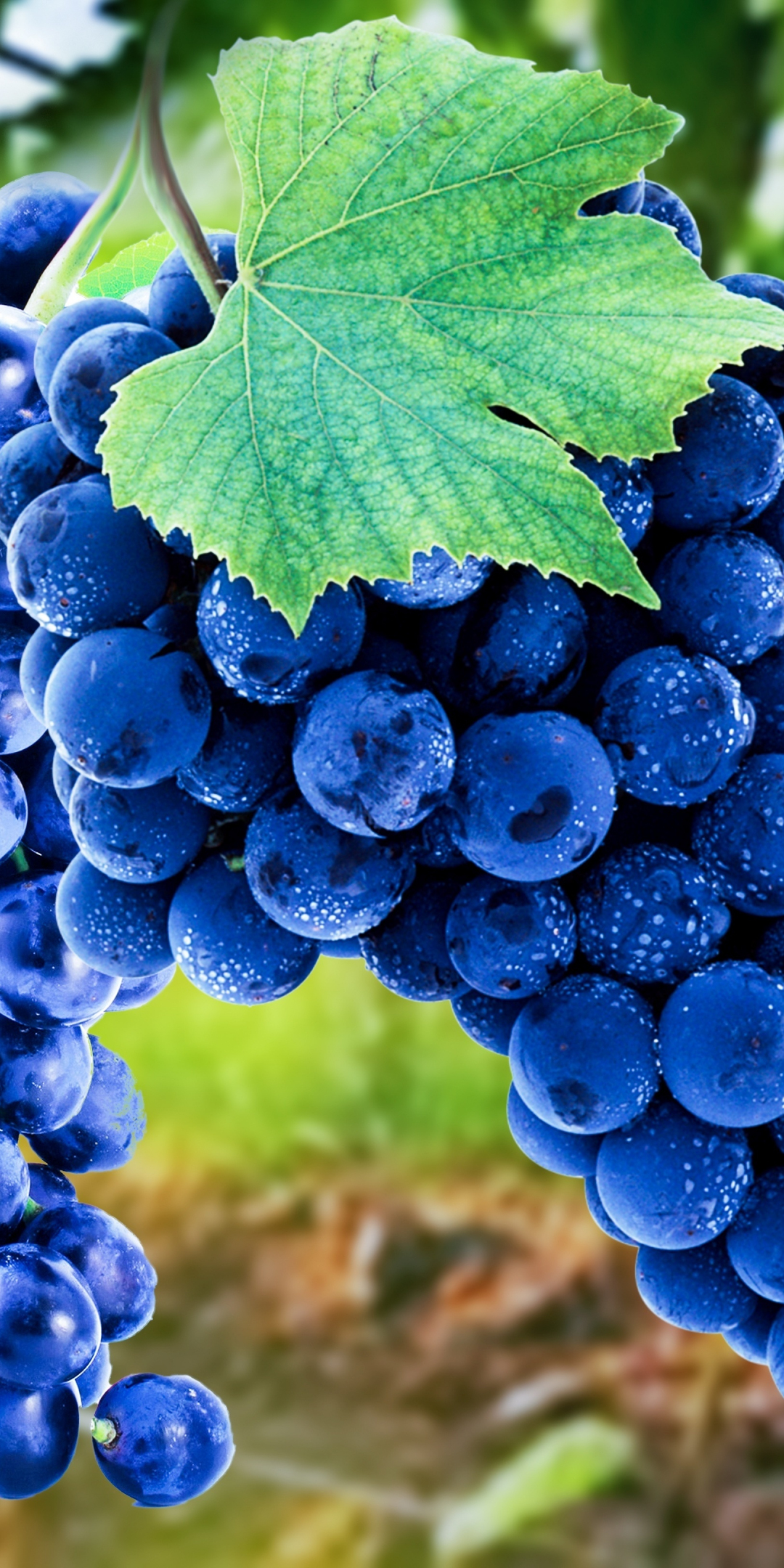 Grapes, blue, fruits, ripen, 1080x2160 wallpaper