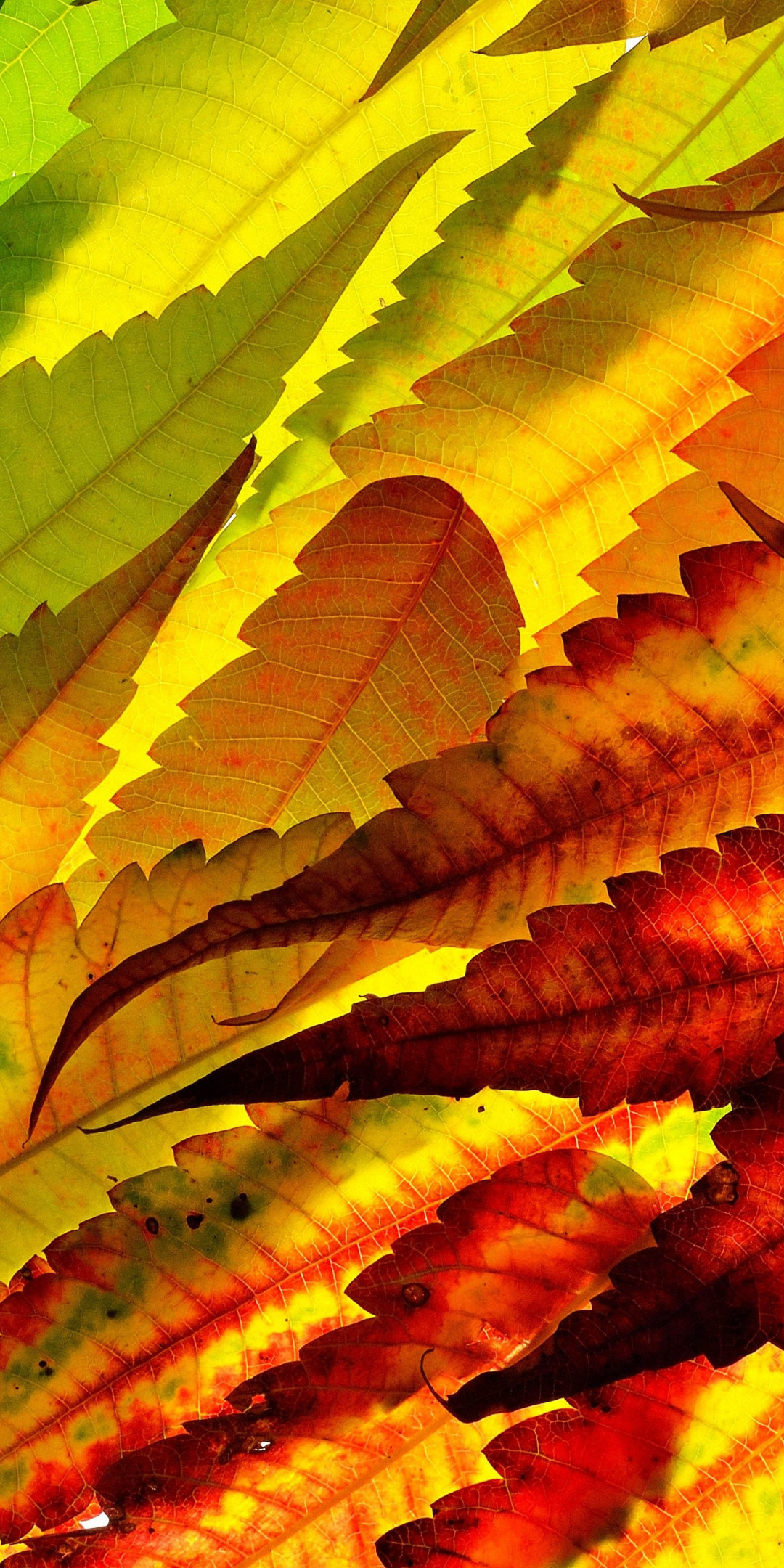 Colorful, leaf, autumn, close up, 1080x2160 wallpaper