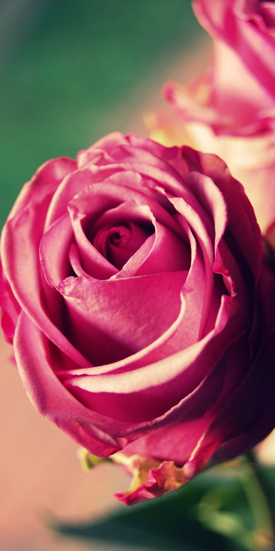 Lovely rose, pink flower, close up, bloom, 1080x2160 wallpaper