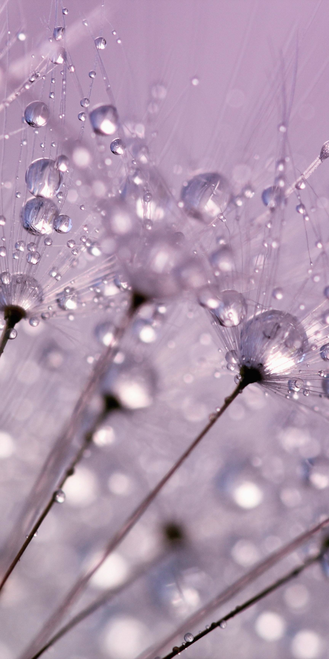 Dandelion, dew drops, close up, 1080x2160 wallpaper