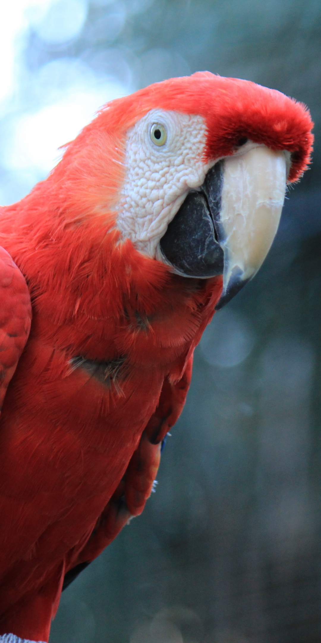 Parrot, red macaw, bird, 1080x2160 wallpaper