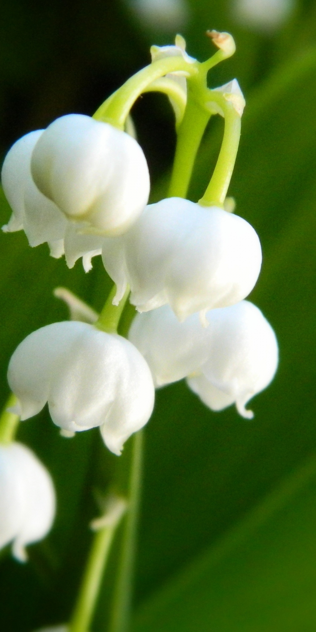 Lily of the valley, bellflower, white, 1080x2160 wallpaper