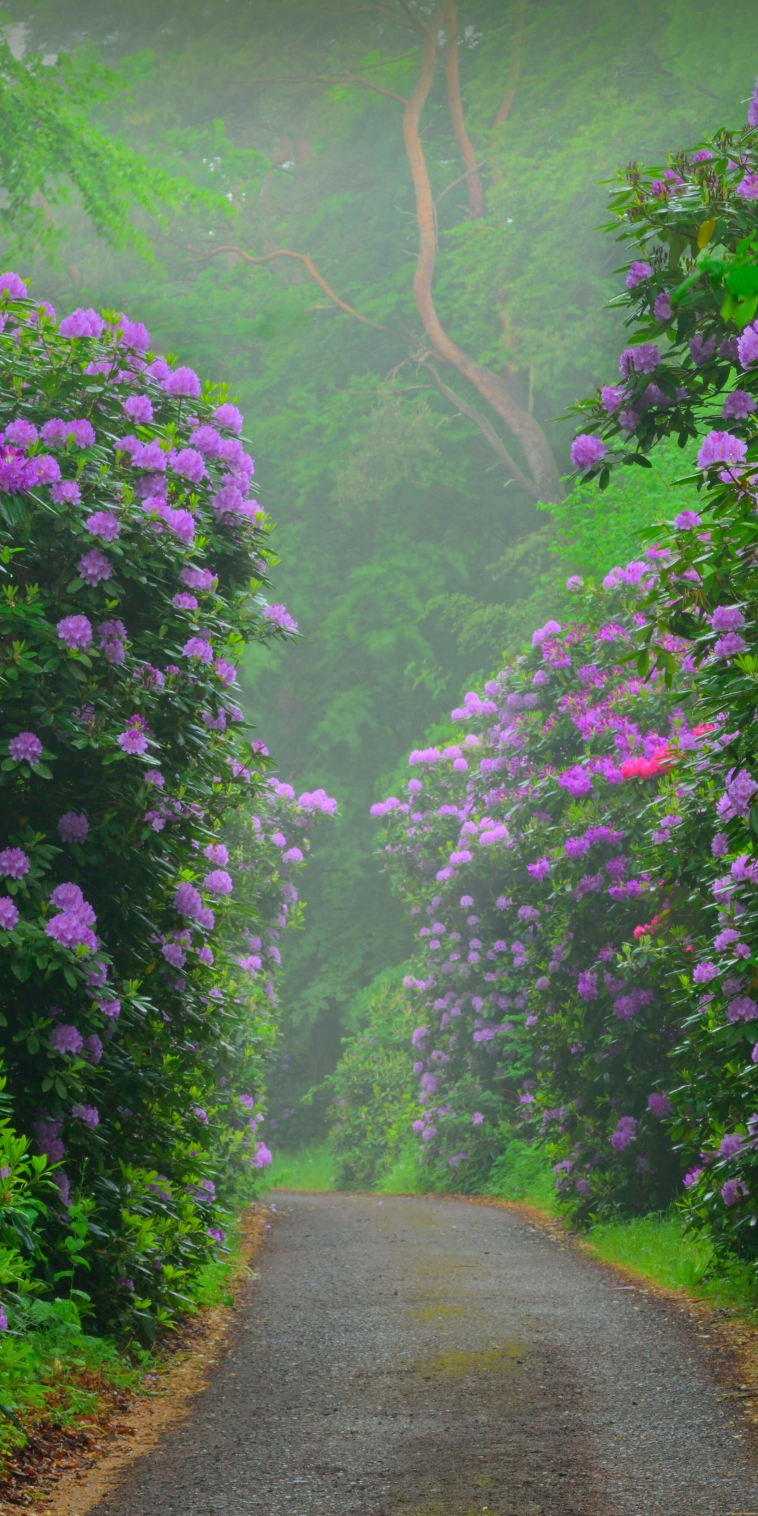 Flowers, blossom, pink bush, road, 1080x2160 wallpaper