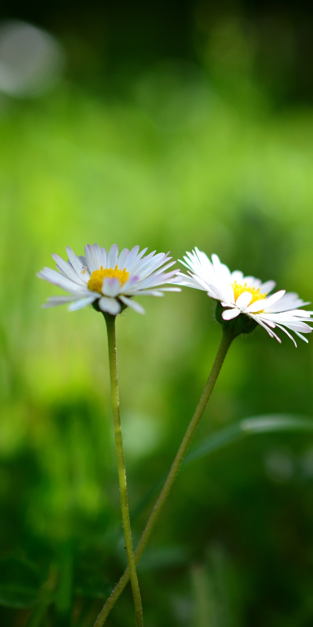 Daisy, flowers pair, bloom, blur, 1080x2160 wallpaper
