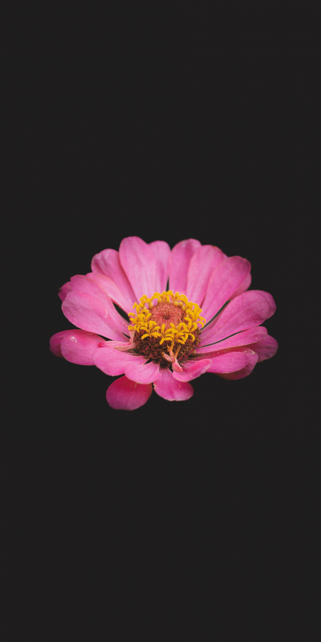 Portrait of flower, pink, 1080x2160 wallpaper