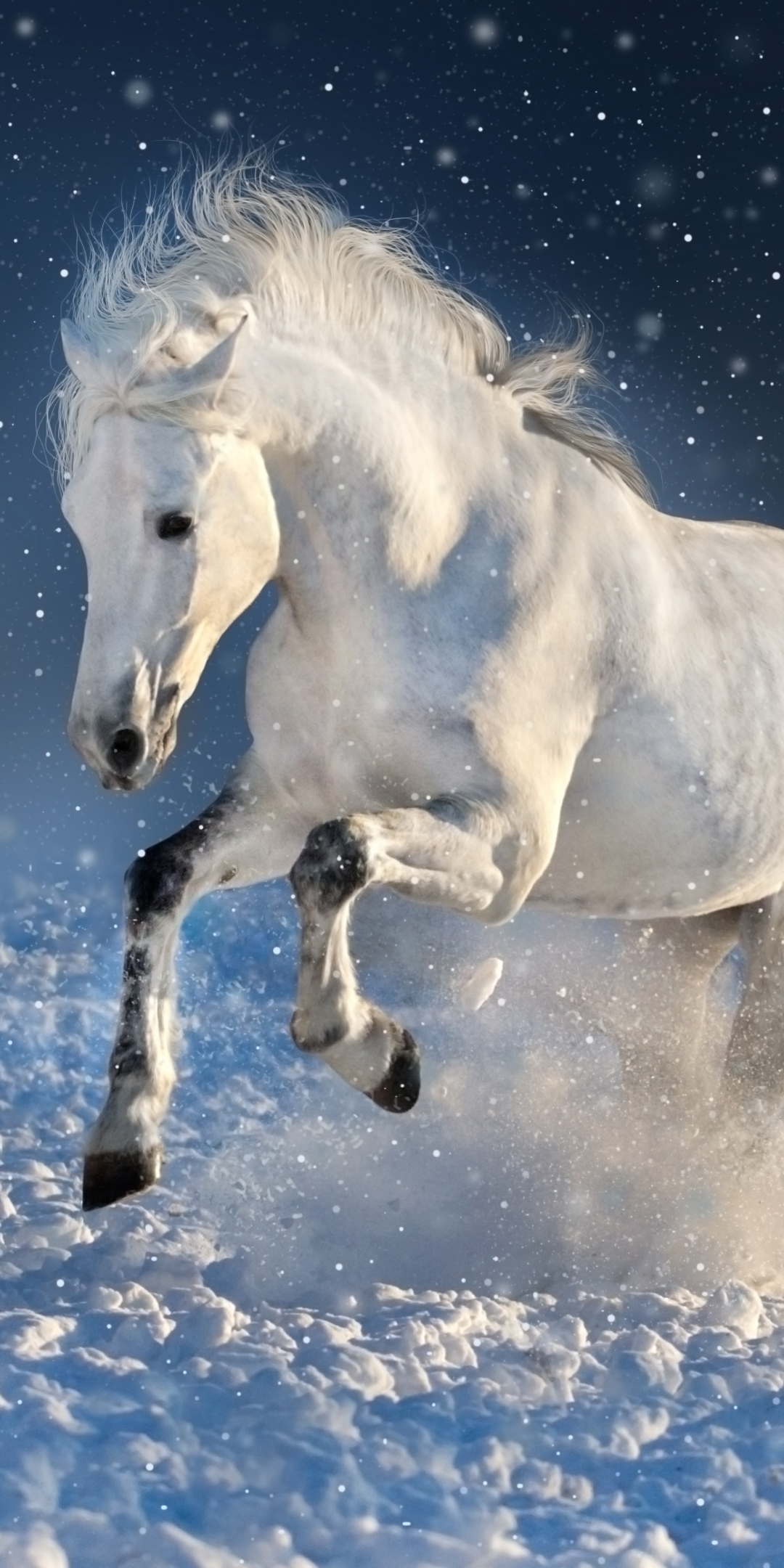 White horse, run, mammal, portrait, 1080x2160 wallpaper