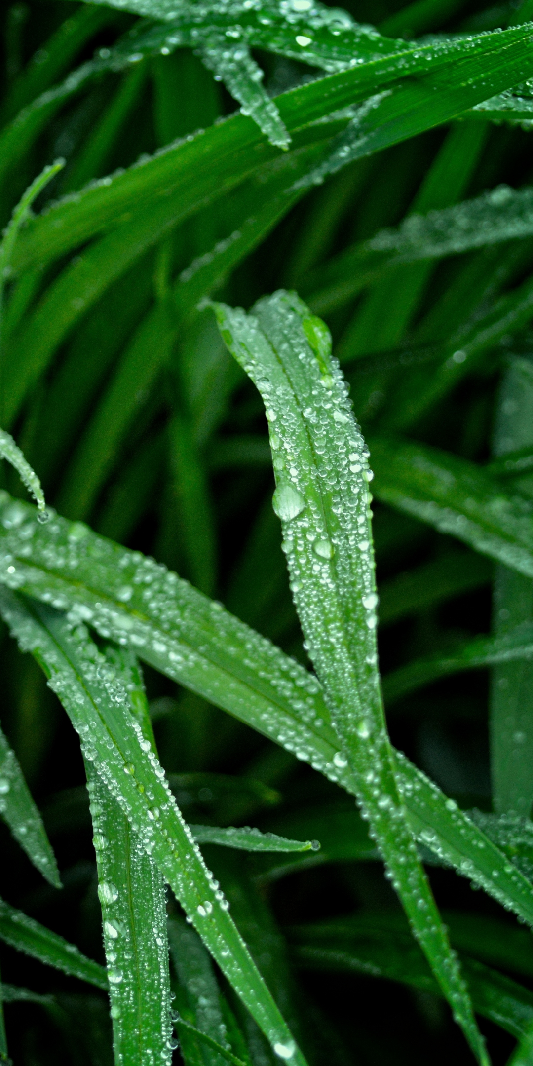 Green grass, nature, droplets, 1080x2160 wallpaper