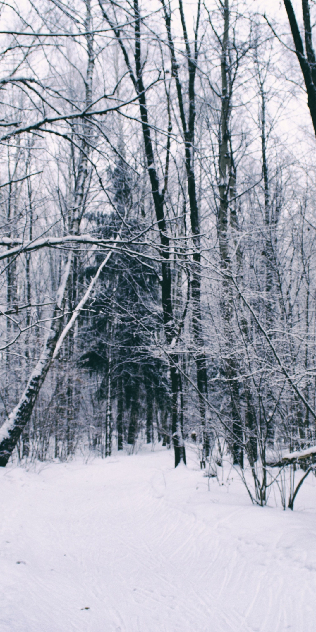 Dense, forest, winter, trees, 1080x2160 wallpaper