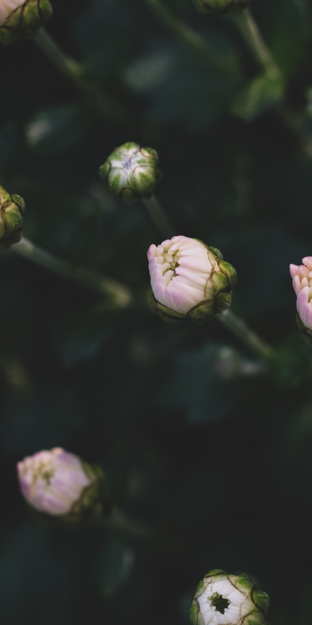 Small flowers, blur, bloom, 1080x2160 wallpaper