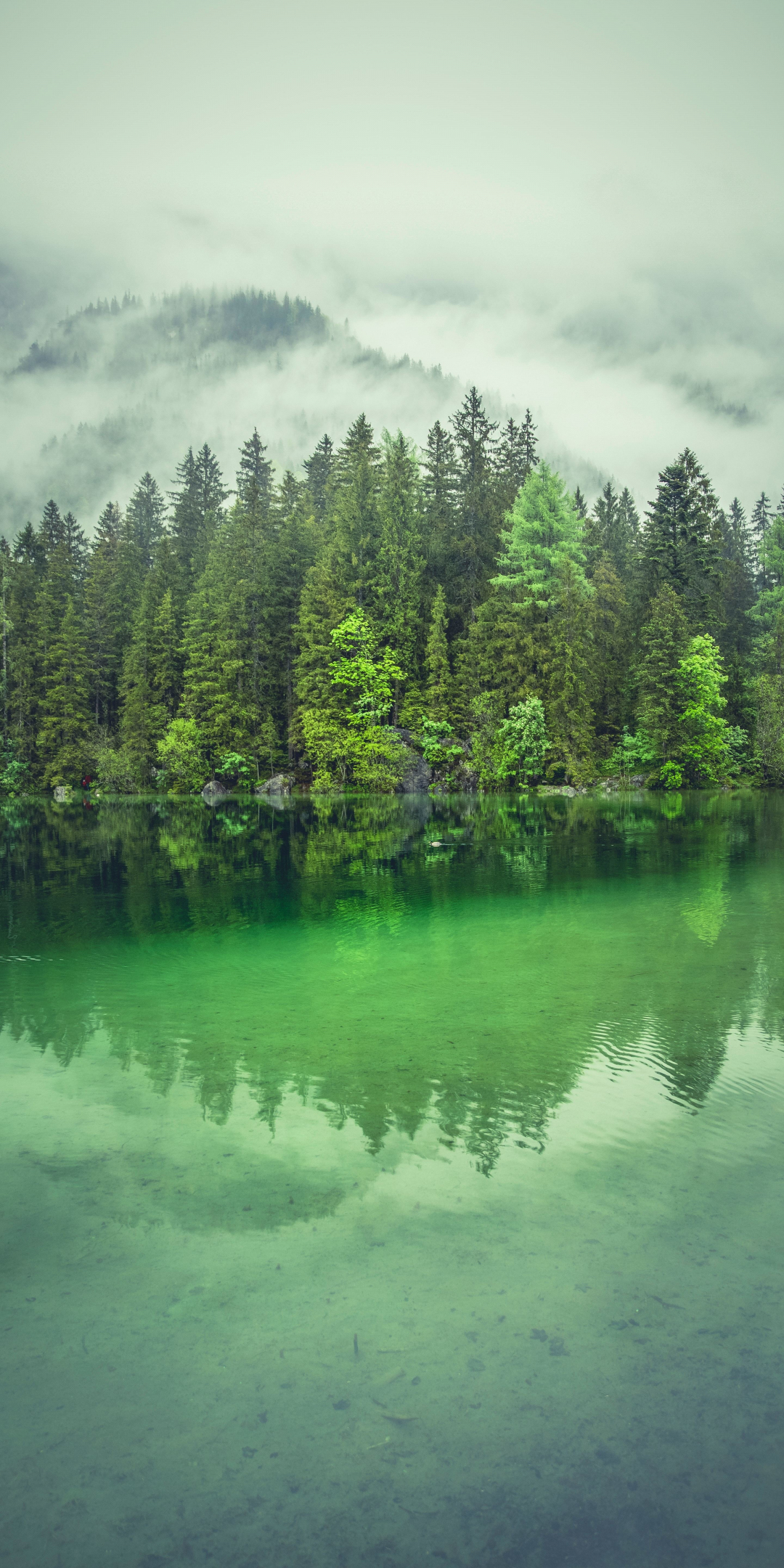 Lake, green water, trees, forest, nature, 1080x2160 wallpaper