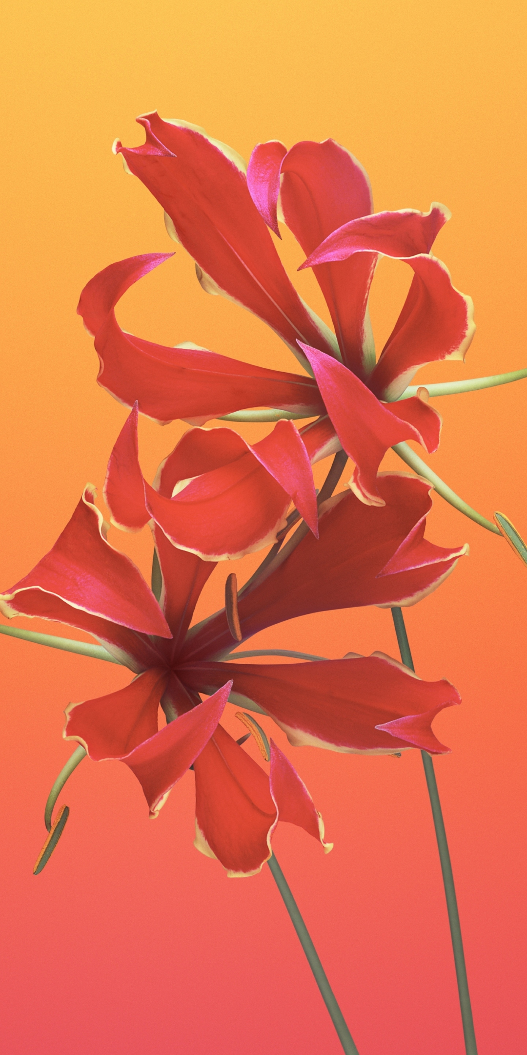 Lily flower, macOs Mojave iOS, 11 stock, 1080x2160 wallpaper