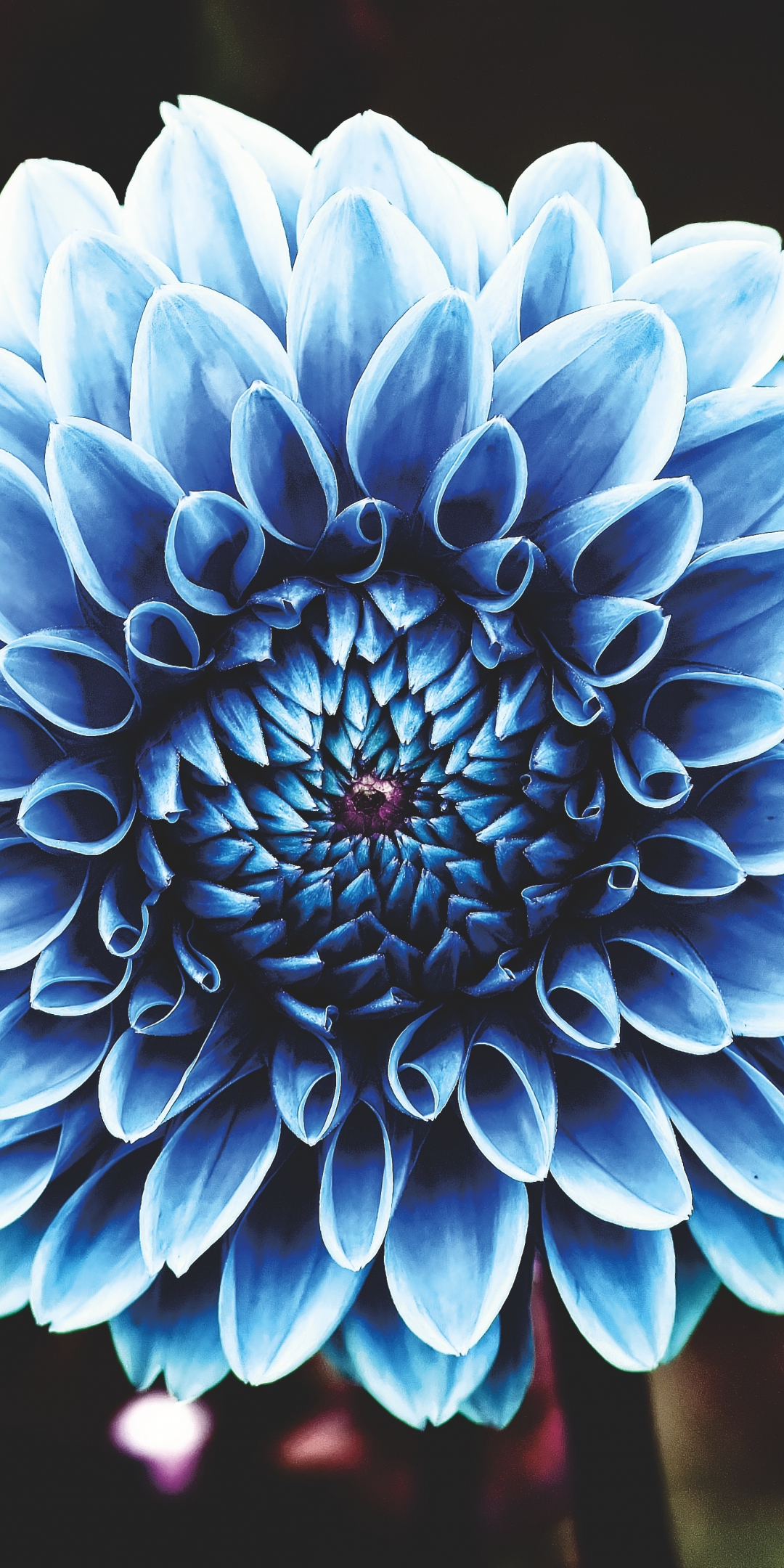 Dahlia, blue, portrait, 1080x2160 wallpaper
