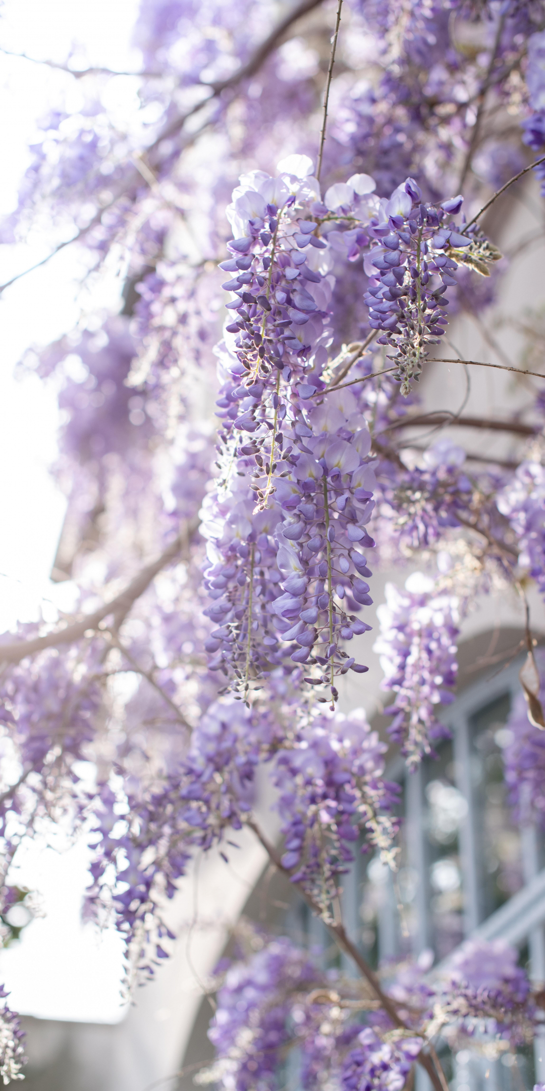 Purple-white flowers, blossom, tree branches, 1080x2160 wallpaper