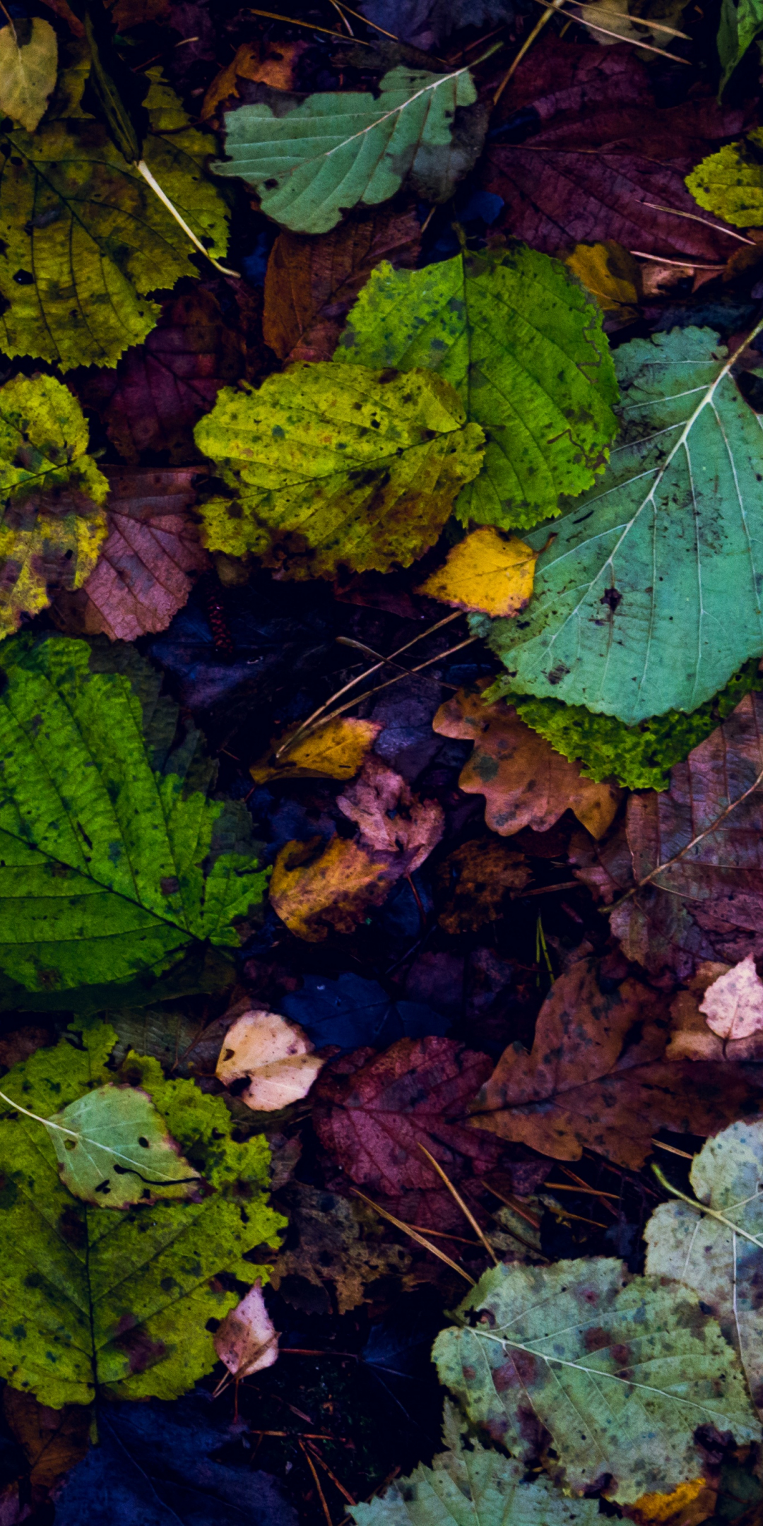 Leaves, fall, autumn, 1080x2160 wallpaper