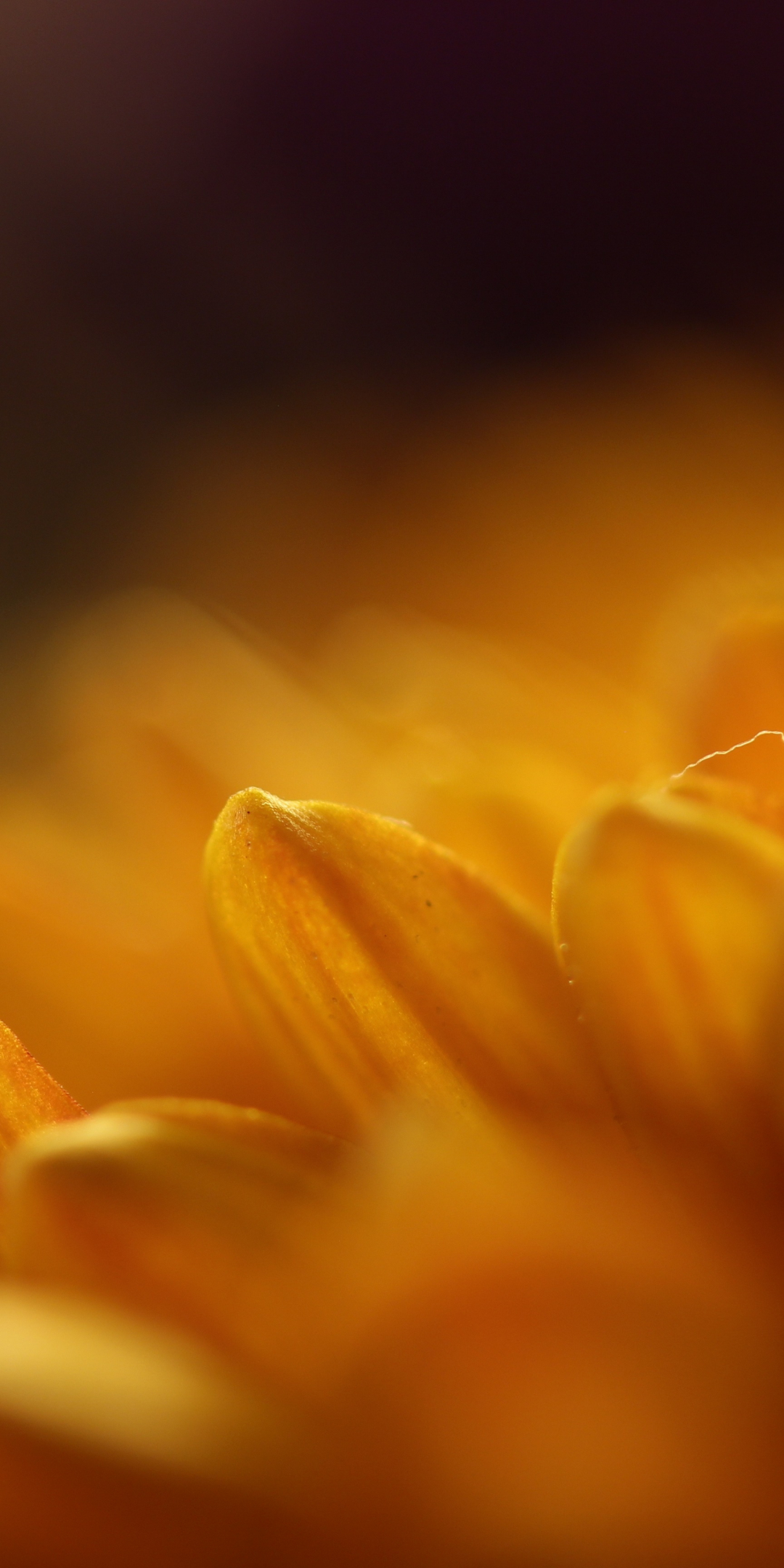 Gerbera, yellow, flower, close up, petals, 1080x2160 wallpaper