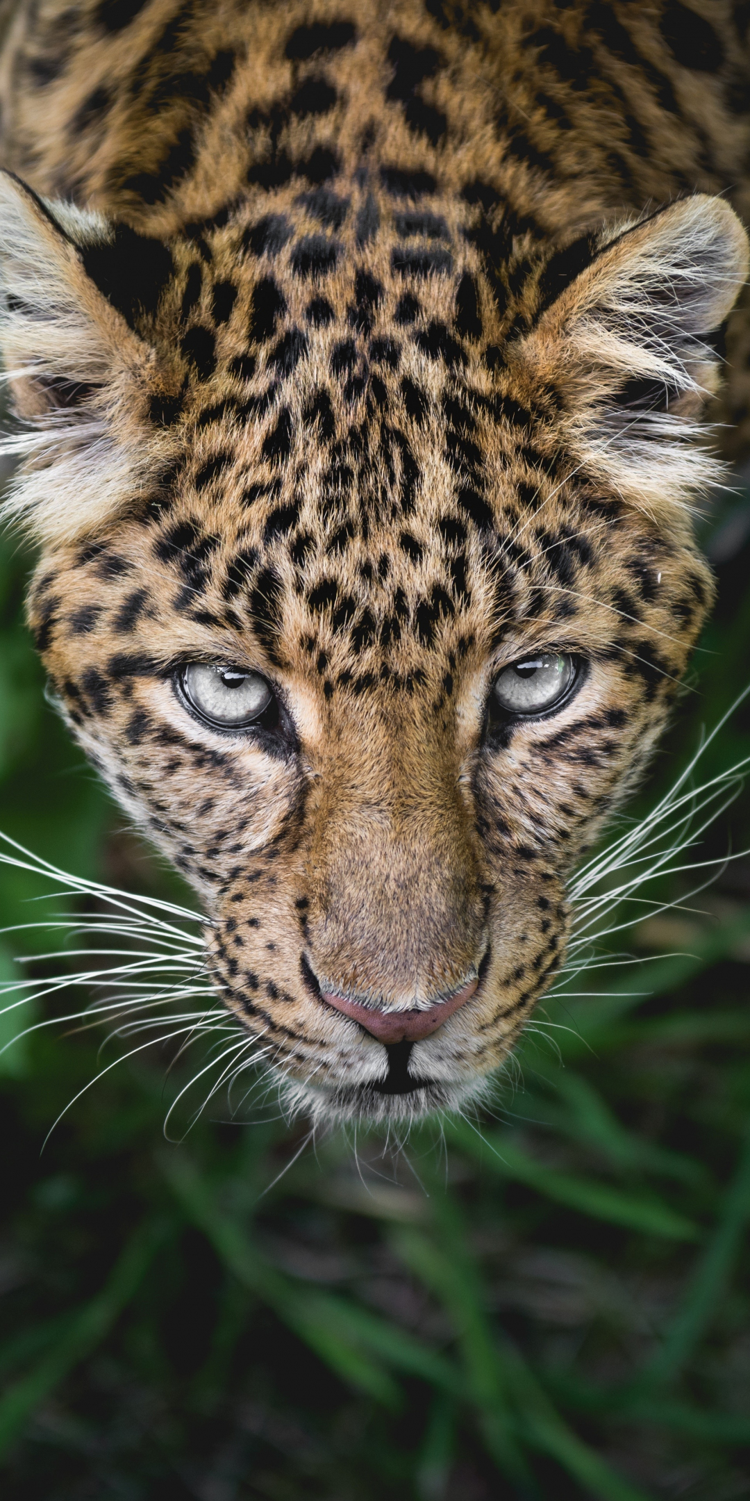Leopard, predator, looking up, muzzle, 1080x2160 wallpaper