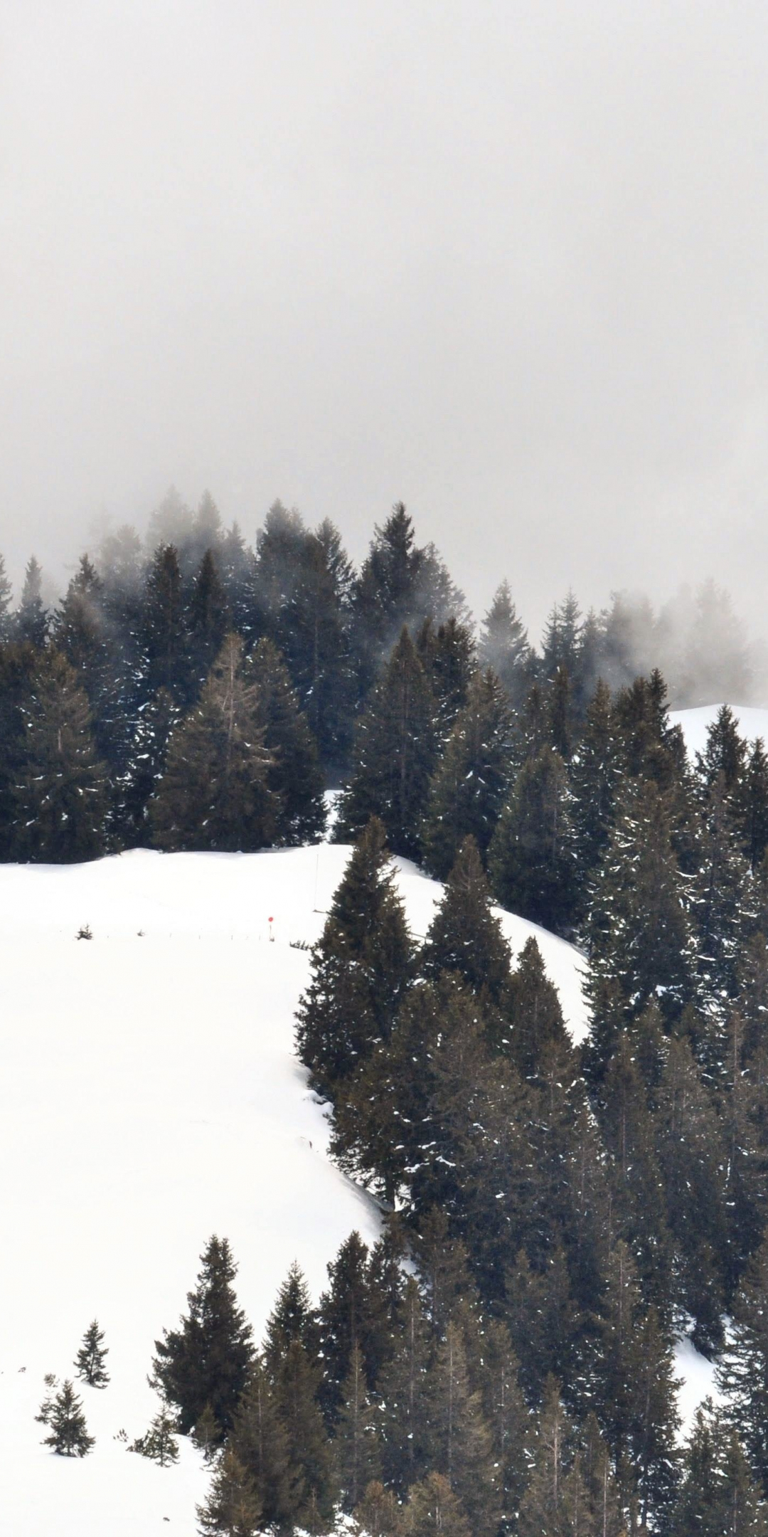 Winter, trees, snow layered ground, landscape, 1080x2160 wallpaper