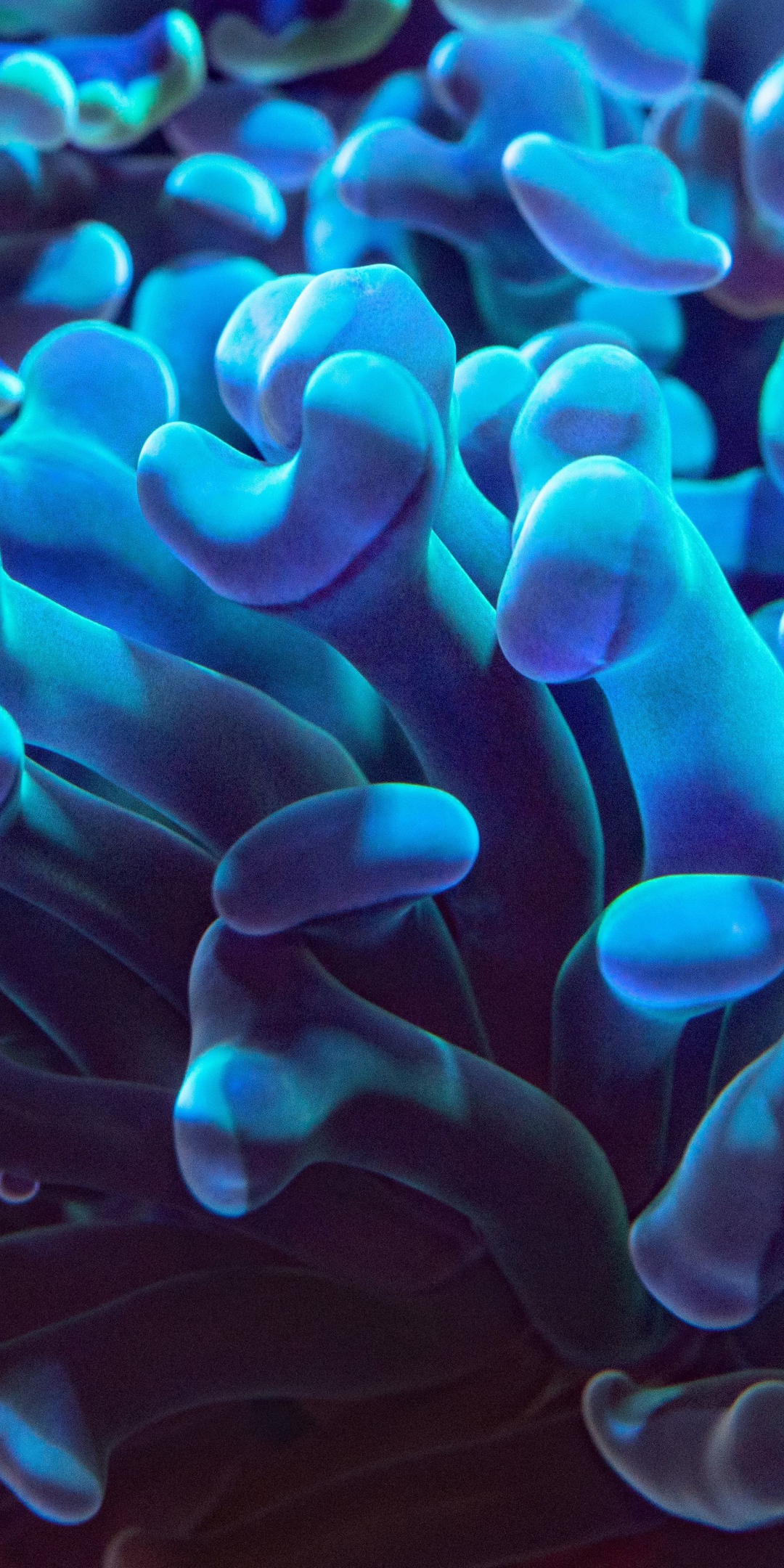 Underwater, coral, close up, blue, 1080x2160 wallpaper