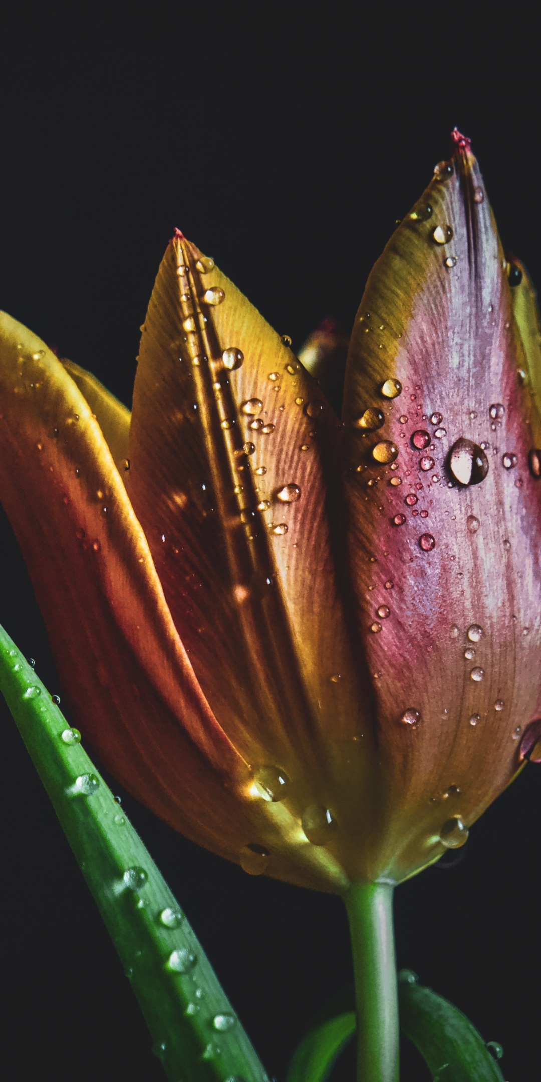 Drops, colorful, tulip, 1080x2160 wallpaper