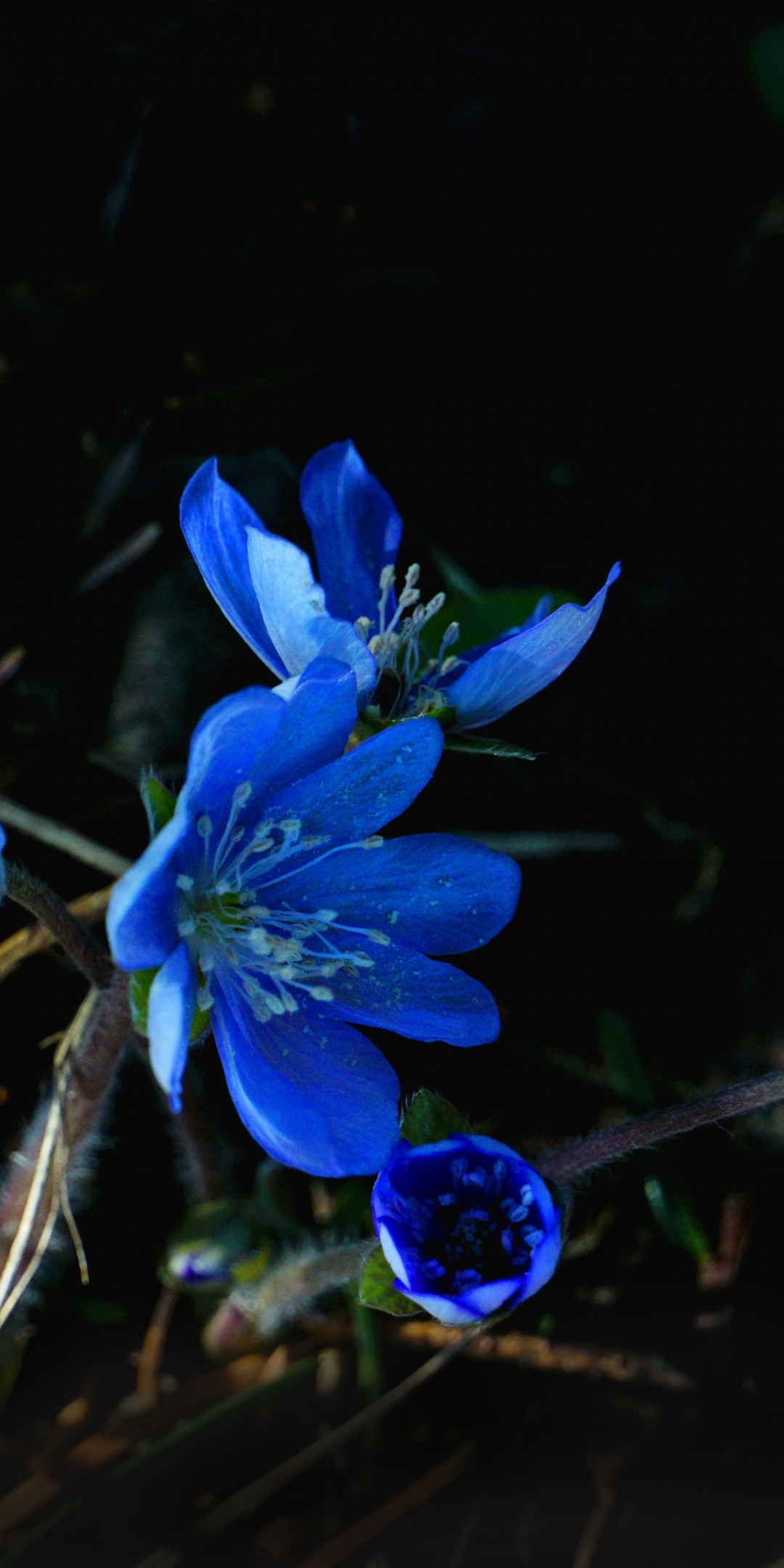 Blue flowers, flora, spring, 1080x2160 wallpaper