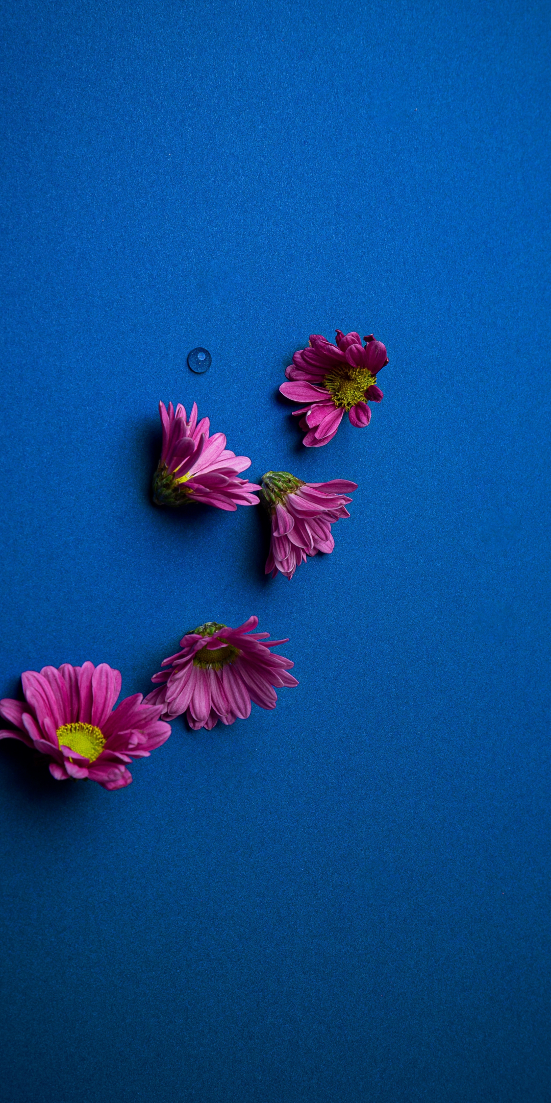 Pink daisy, flowers, 1080x2160 wallpaper