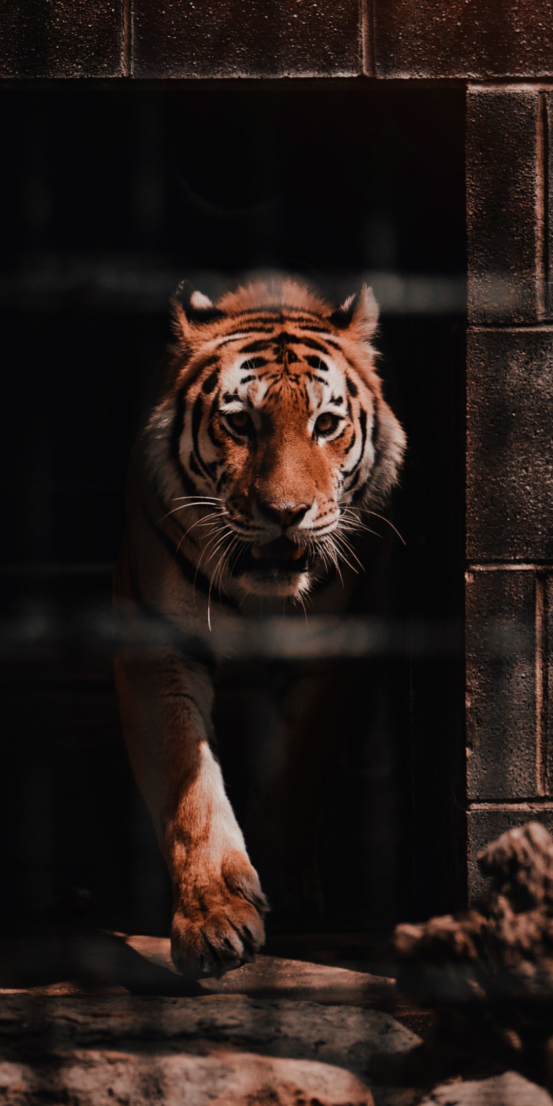 Tiger, wild, predator, 1080x2160 wallpaper