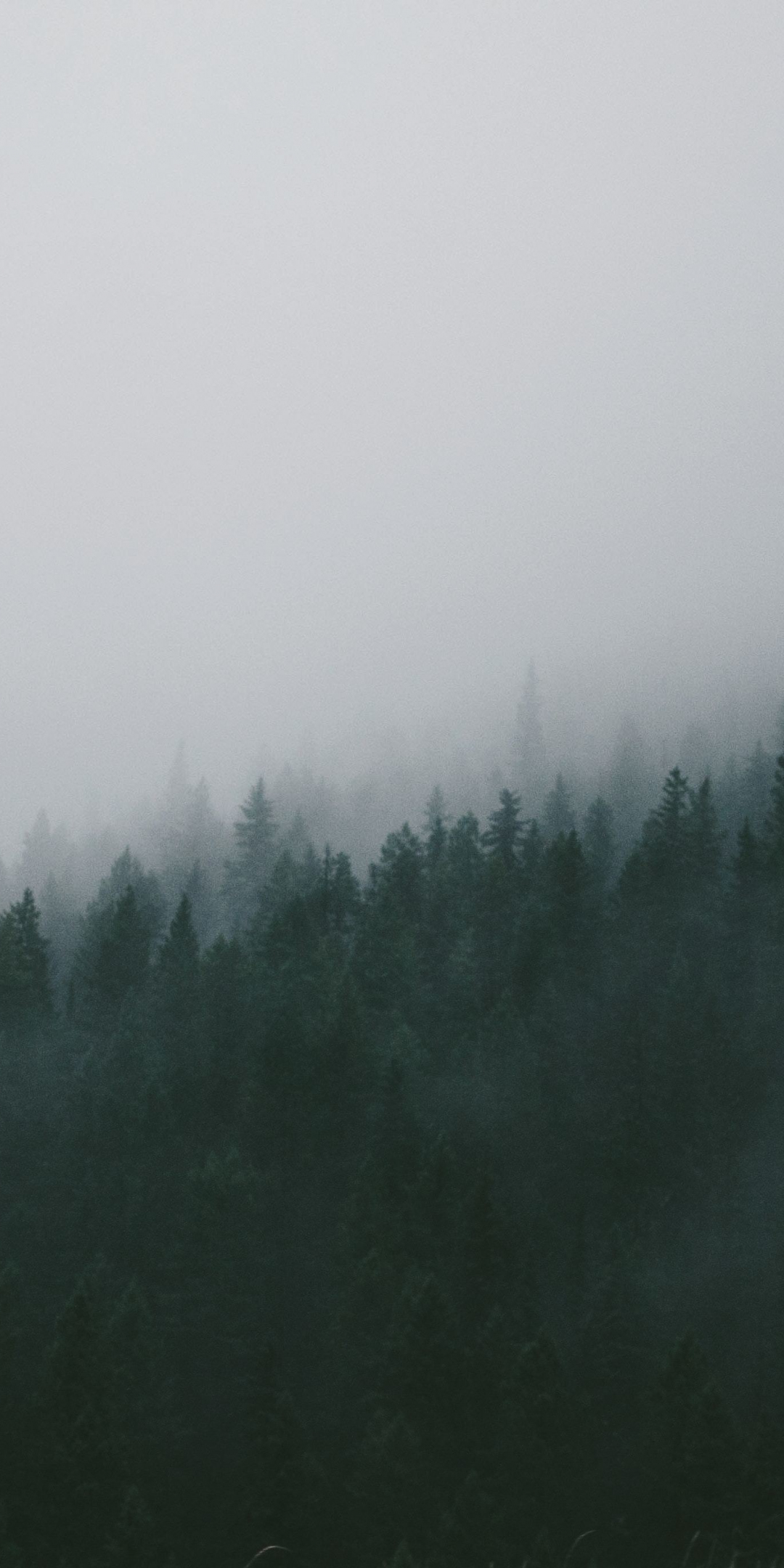 Winter, mist, forest, trees, nature, 1080x2160 wallpaper
