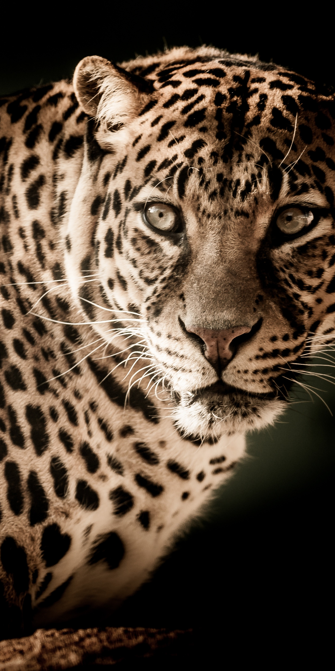 Leopard, predator, muzzle, wild cat, portrait, 1080x2160 wallpaper