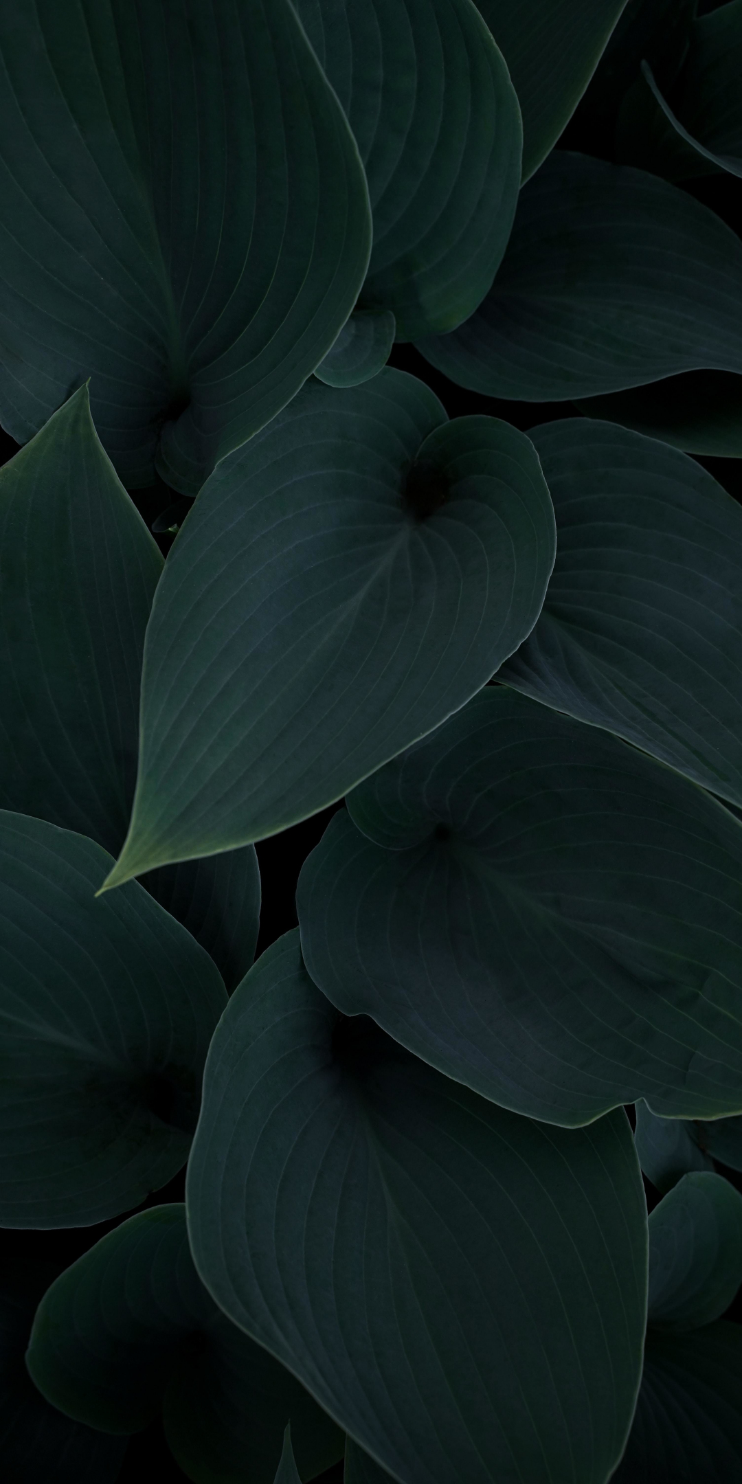 Plant, green-dark leaves, close up, 1080x2160 wallpaper