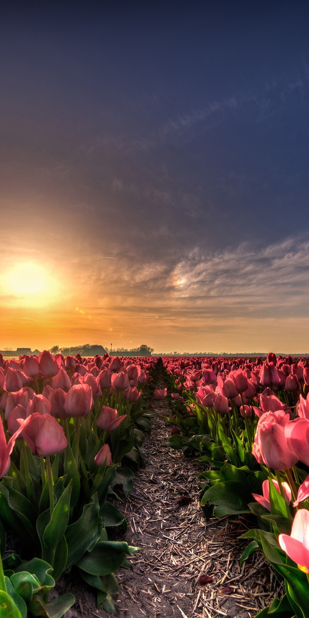Farm, flowers, tulip, sunset, 1080x2160 wallpaper