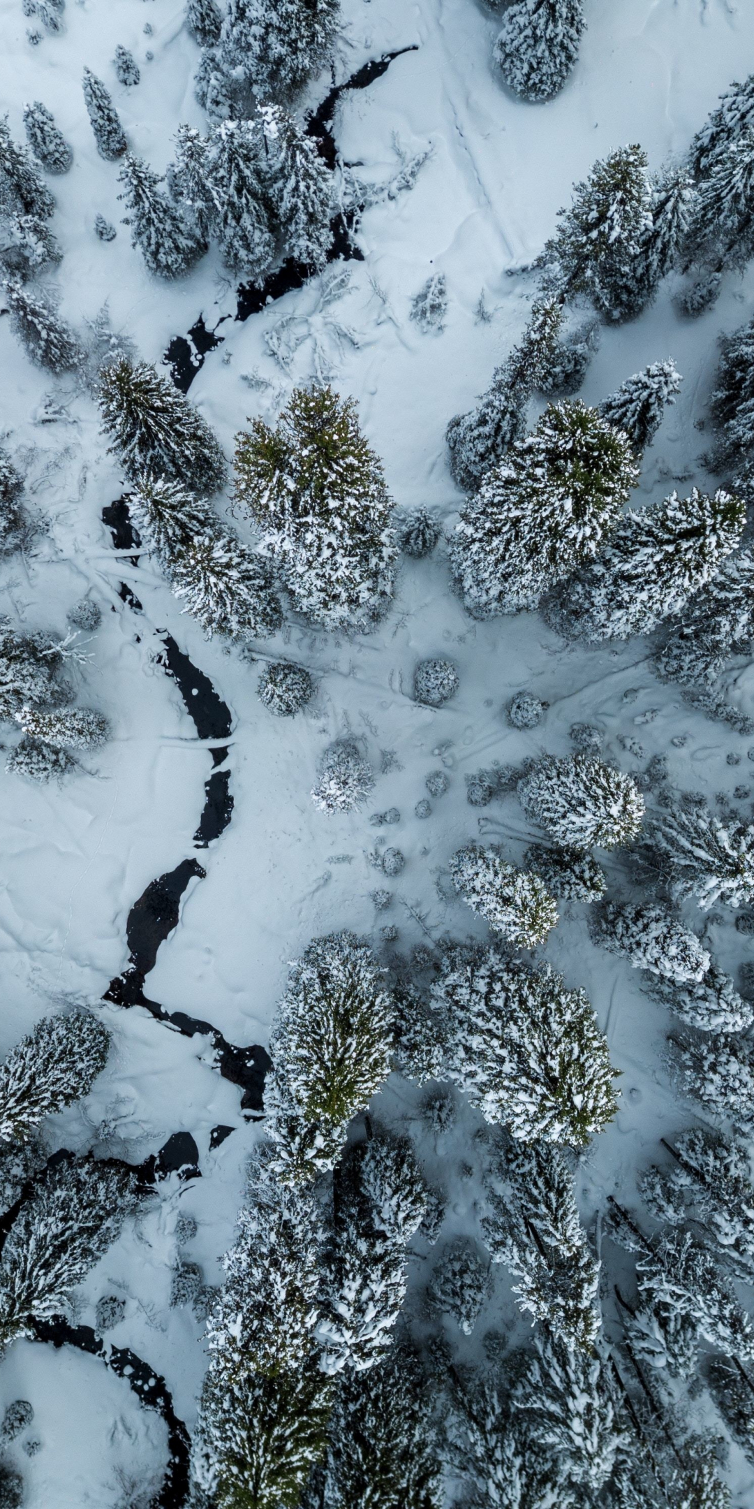 Winter, aerial view, trees, forest, white, 1080x2160 wallpaper