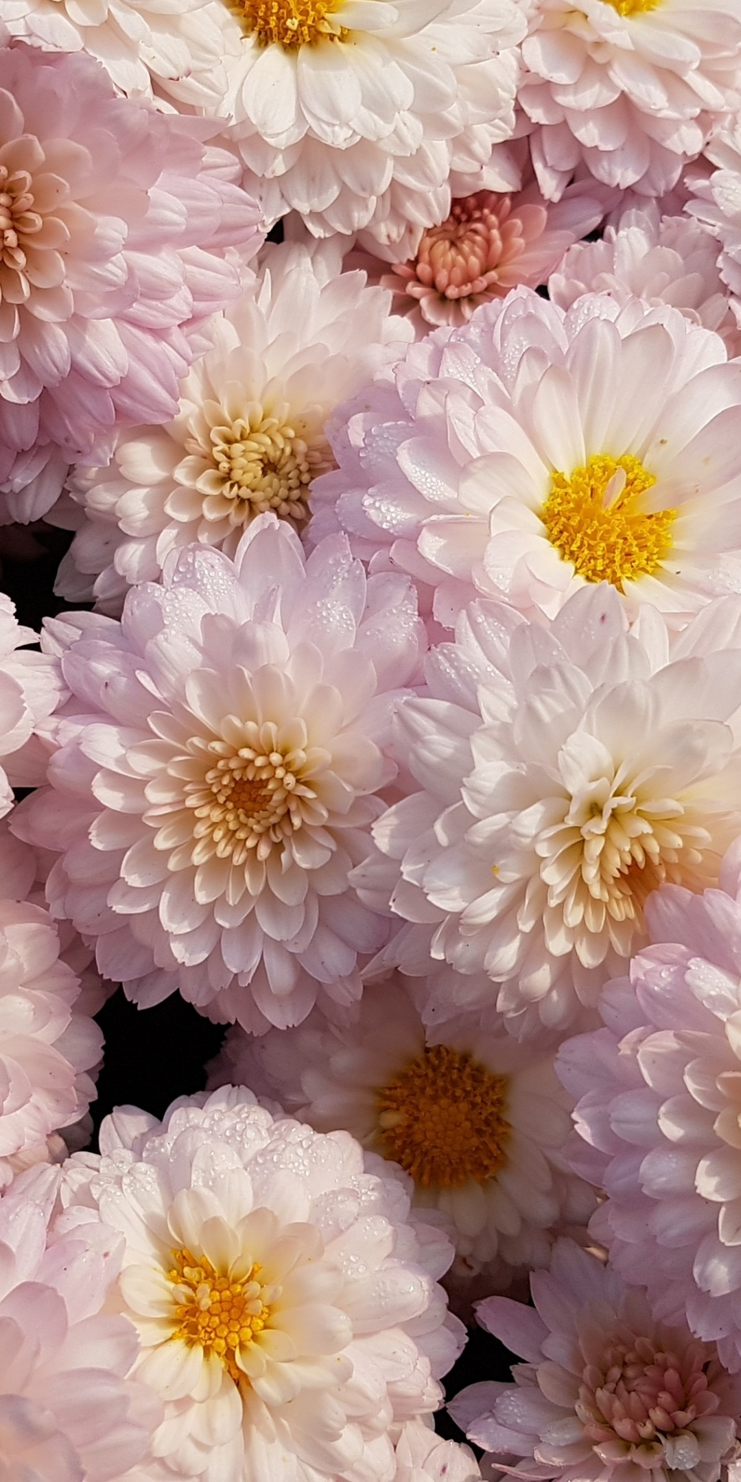 Chrysanthemum, flower, pink, 1080x2160 wallpaper